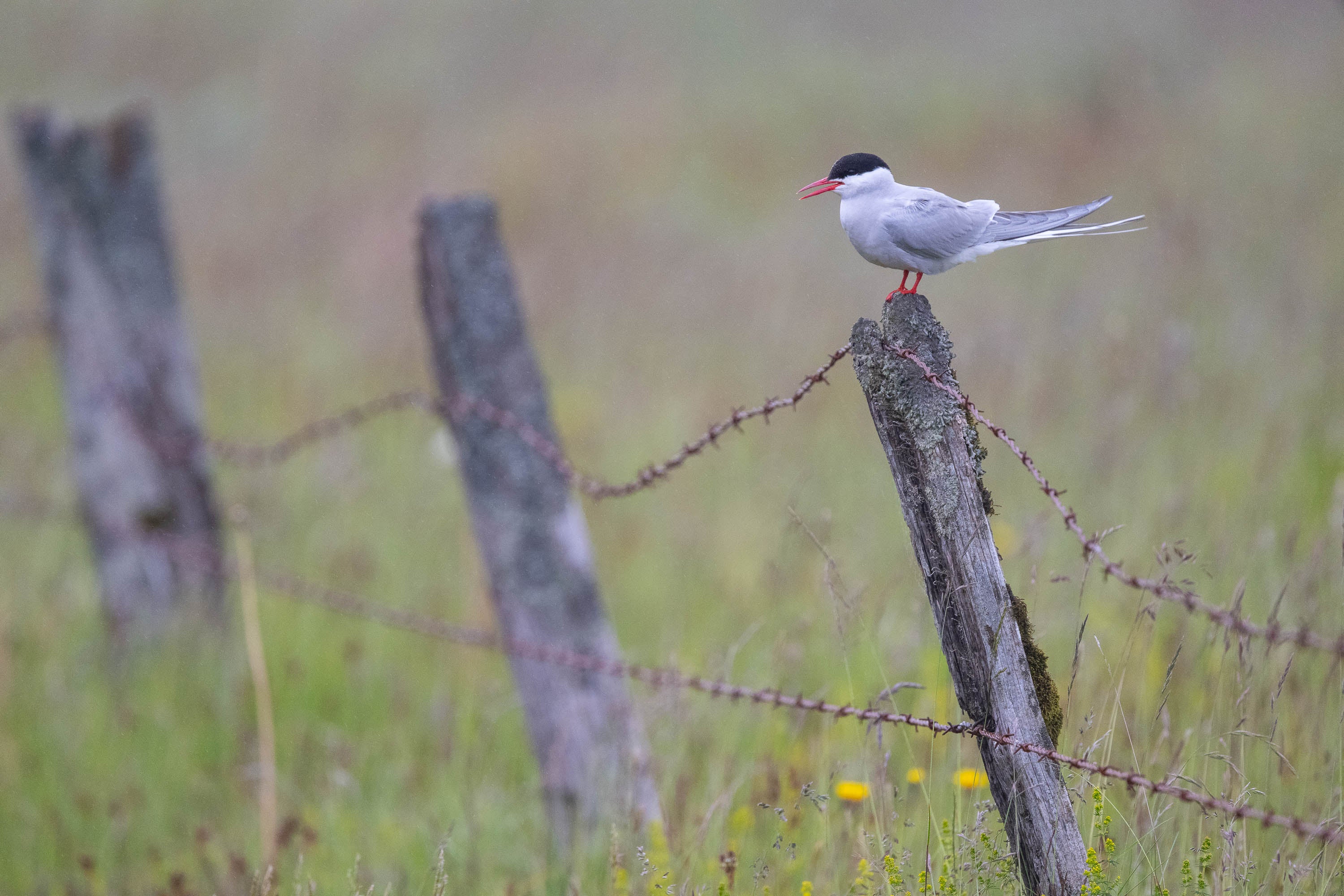Quiet Perch. Arctic Tern