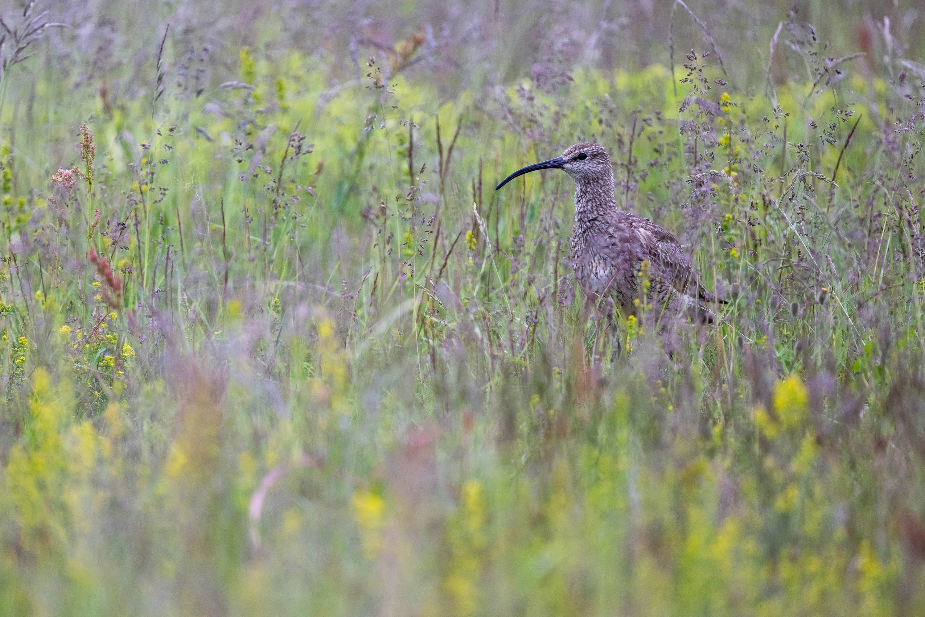 Camouflage. Whimbrel