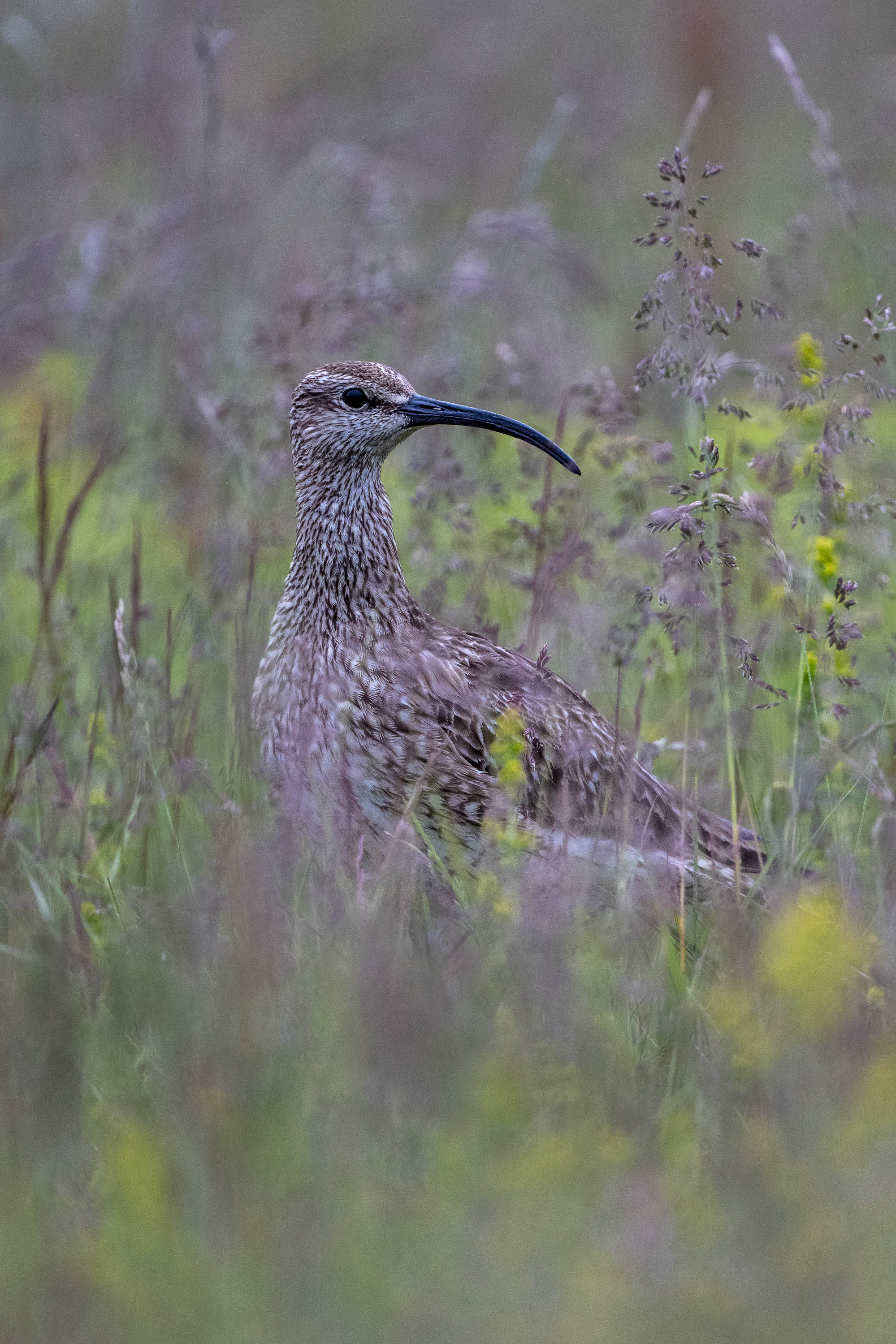 On Alert. Whimbrel