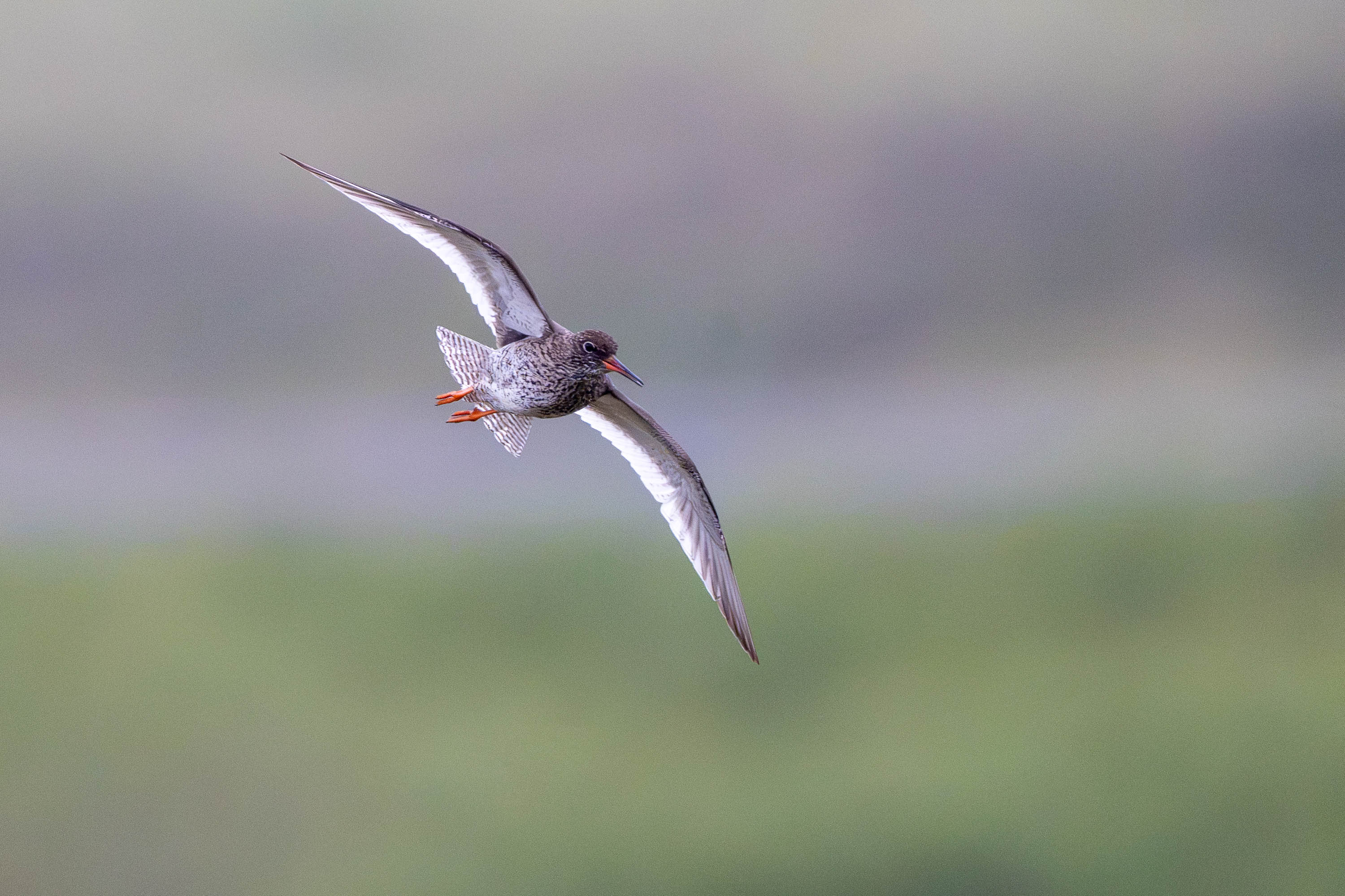 Banking Left. Redshank