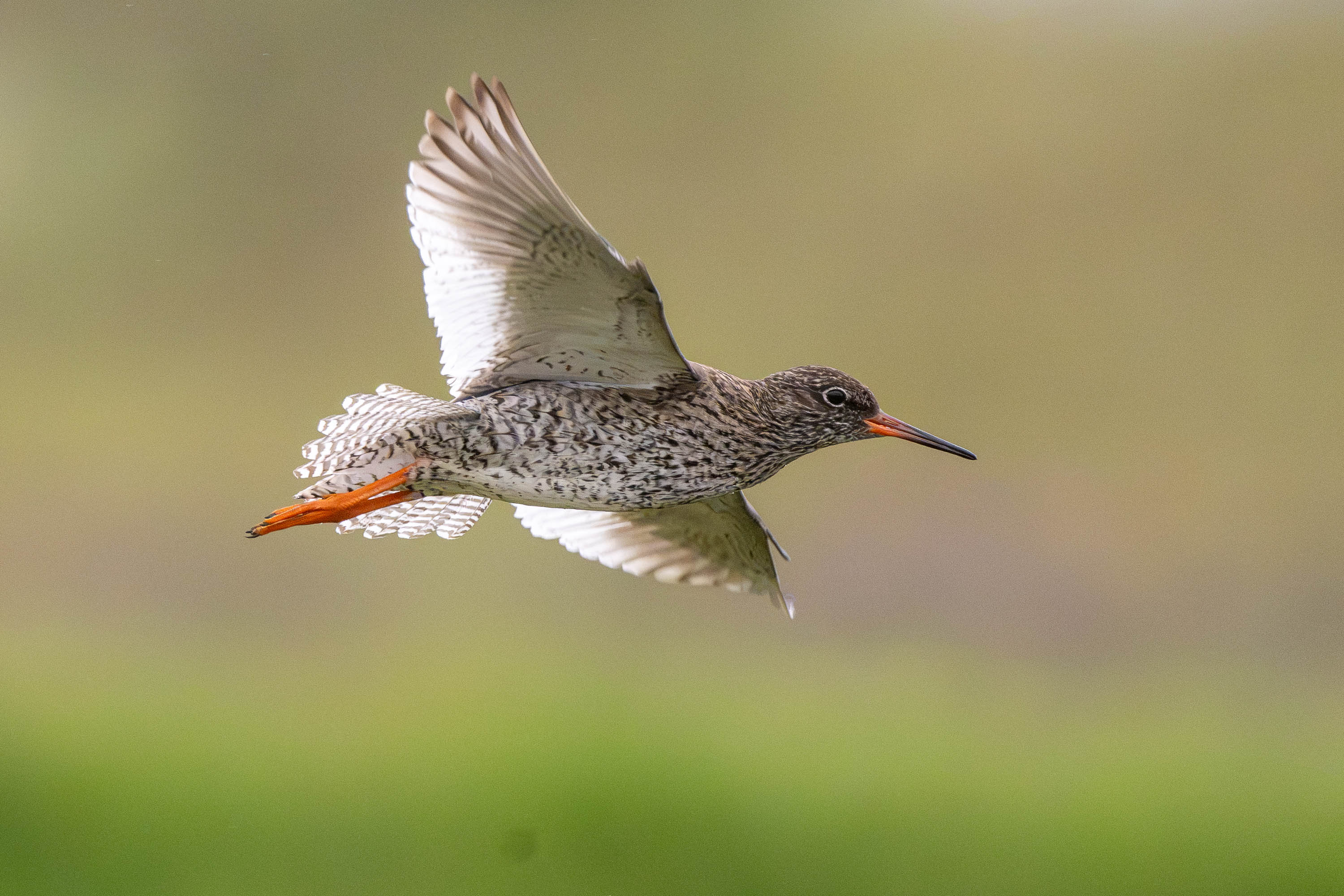 Redshank in Flight