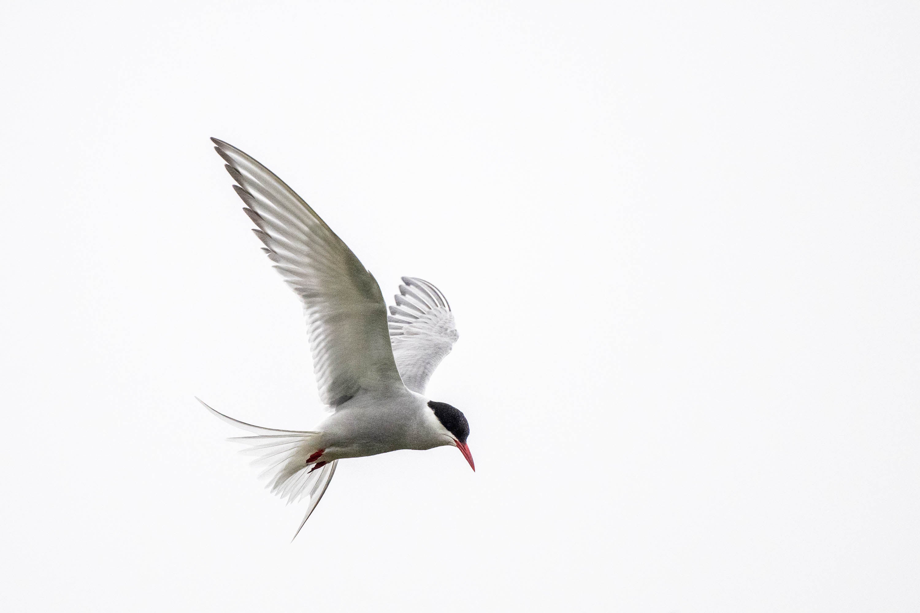 Arctic Tern in Flight