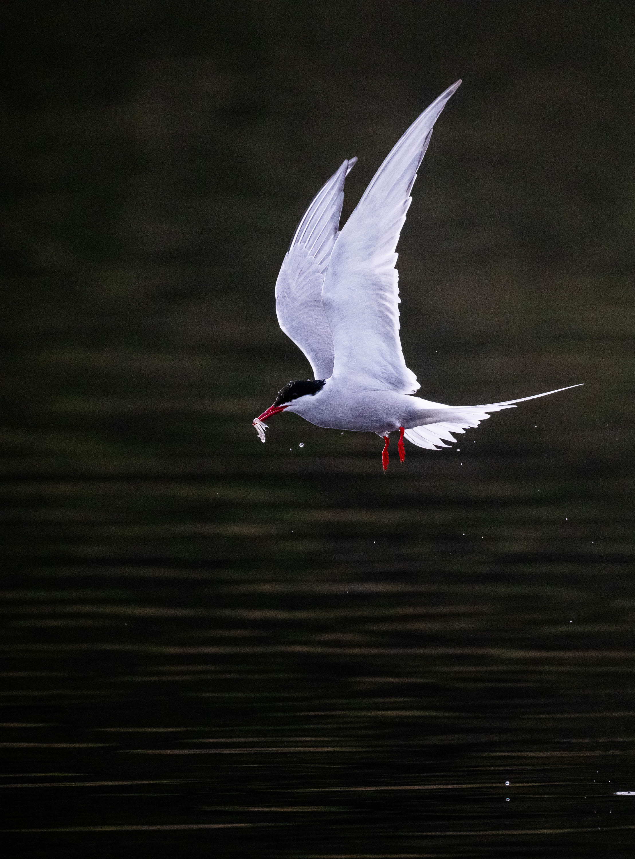 In Flight Meal. Arctic Tern