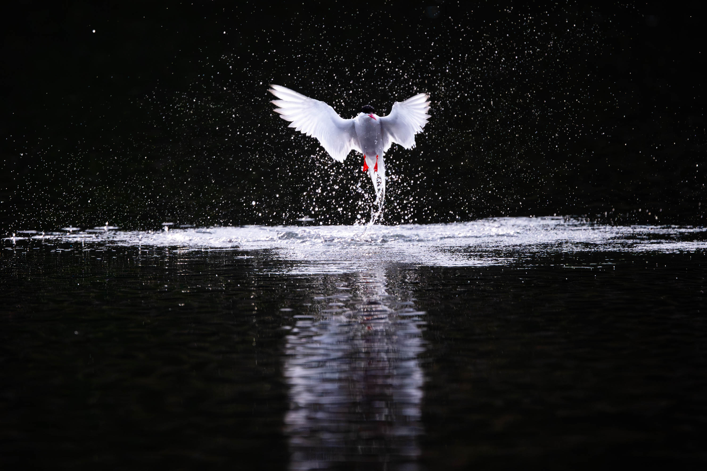 Reflected Splash. Arctic Tern