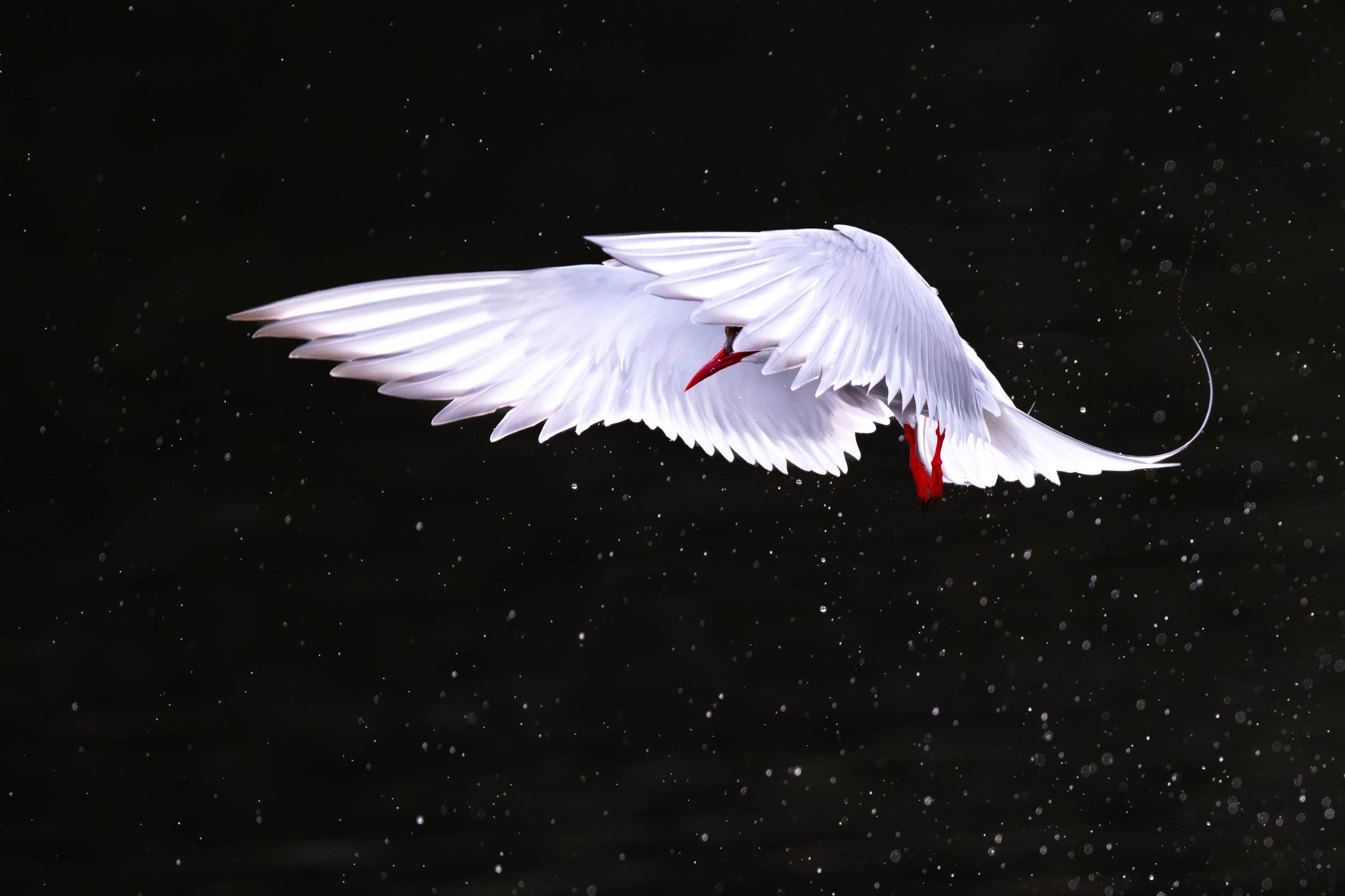 Winged Embrace. Arctic Tern