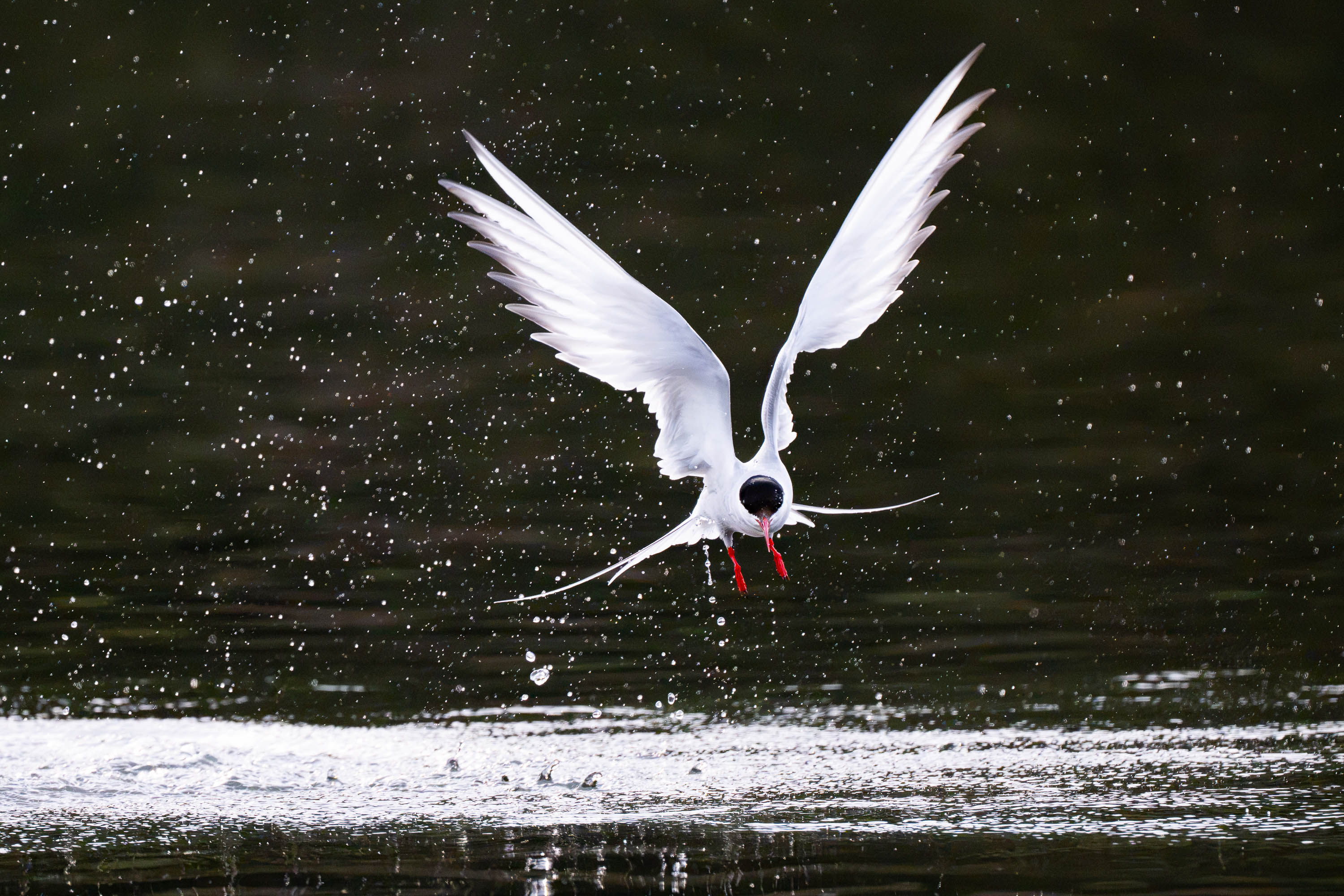 Now Landing. Arctic Tern