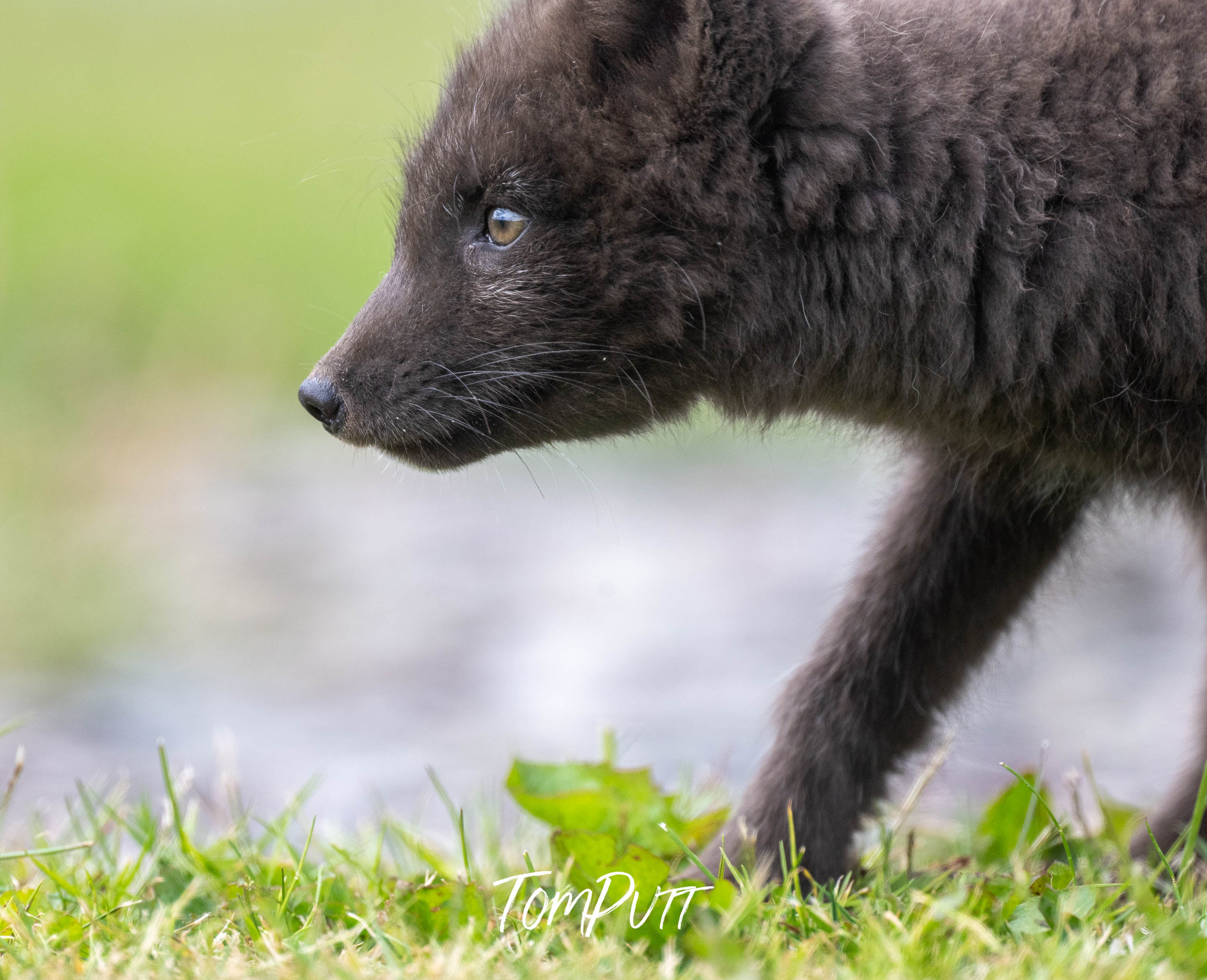 Pacing. Arctic Fox Cub
