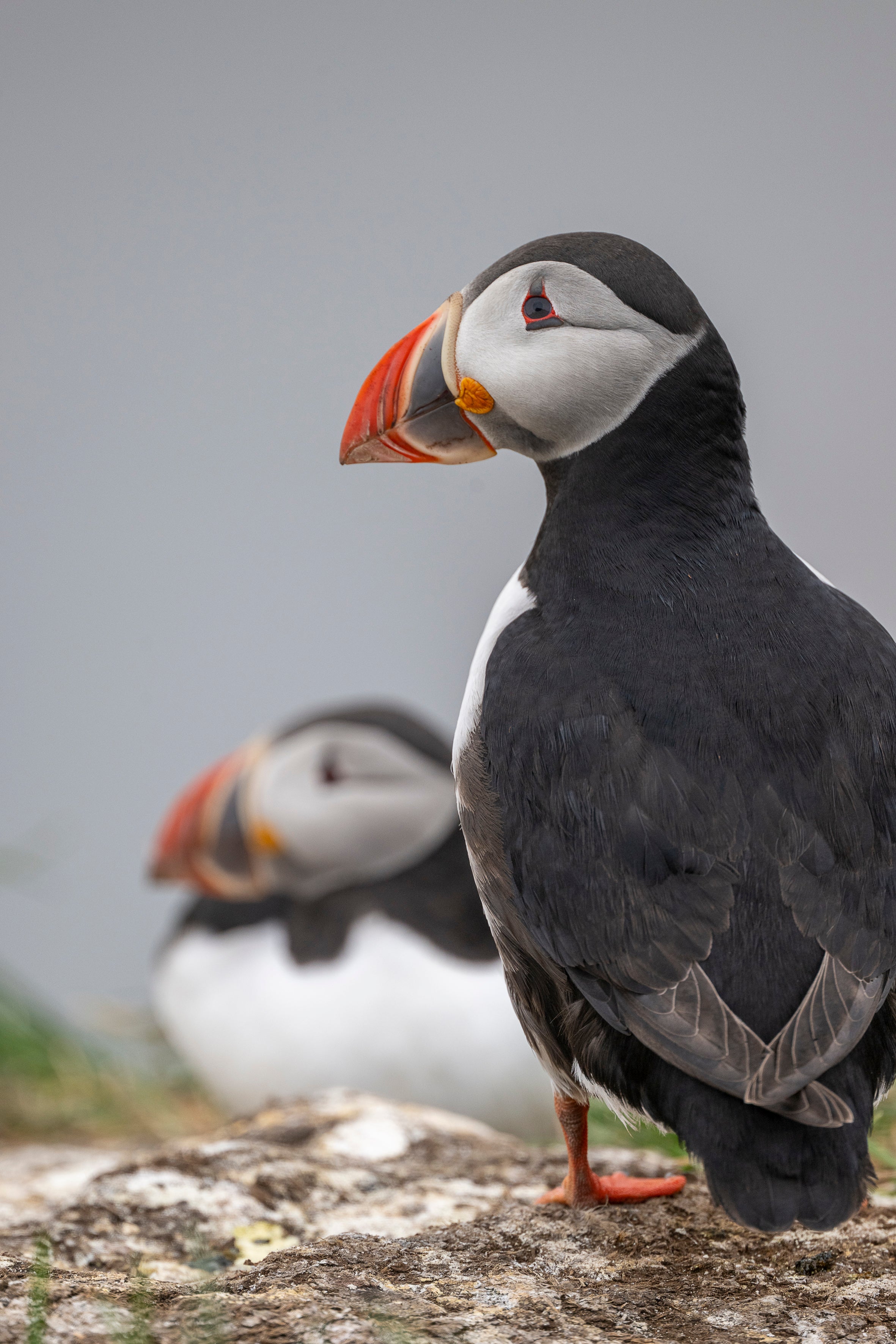 Atlantic Puffin Pair