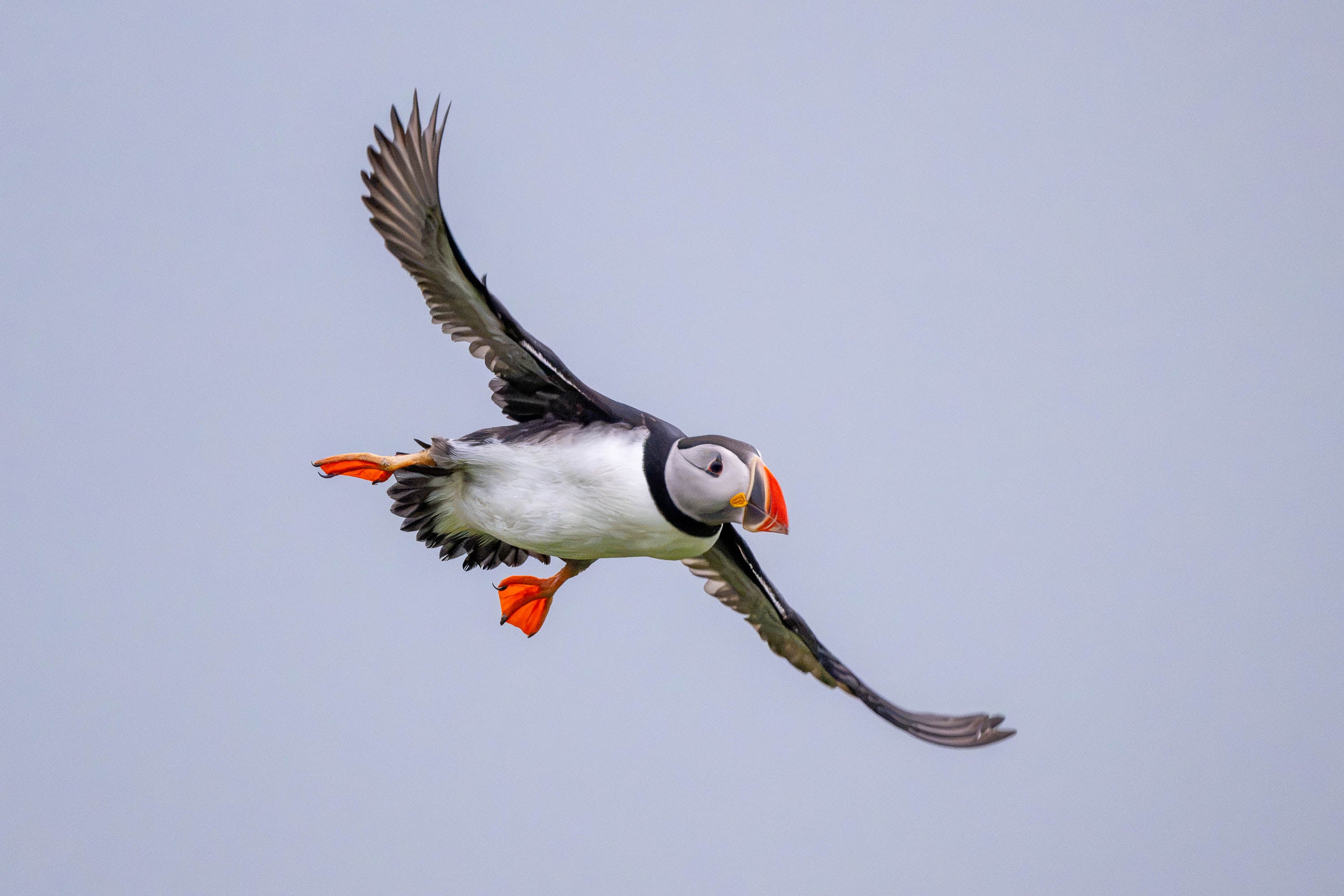Soaring. Atlantic Puffin