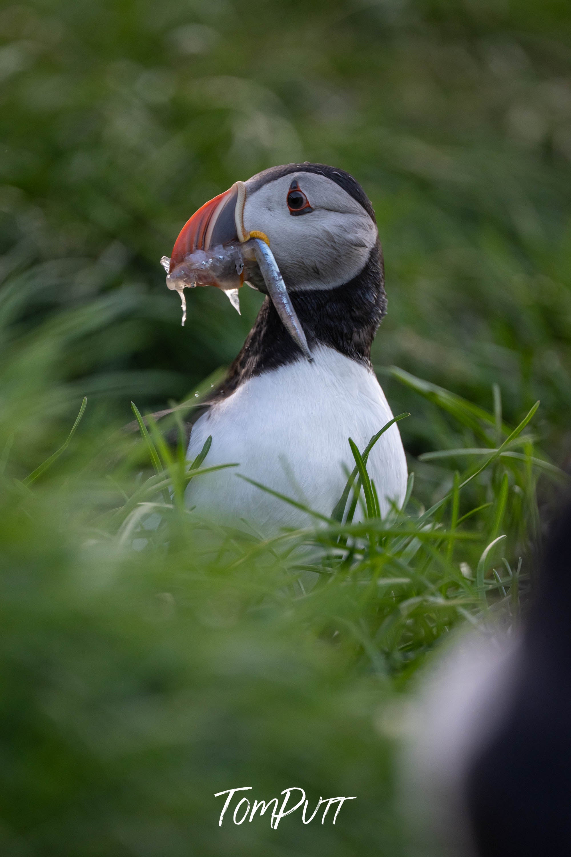 Lunch Time. Atlantic Puffin