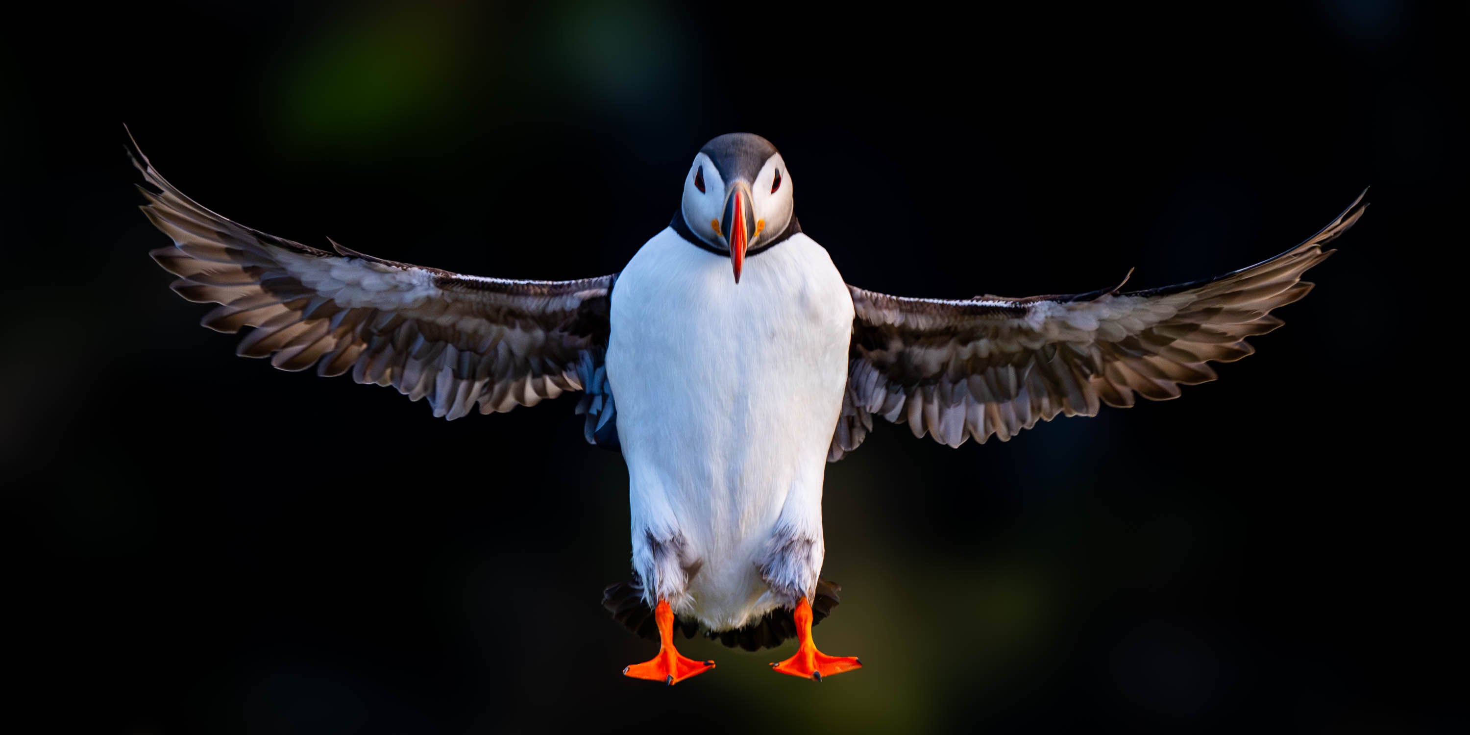 Levitating Atlantic Puffin