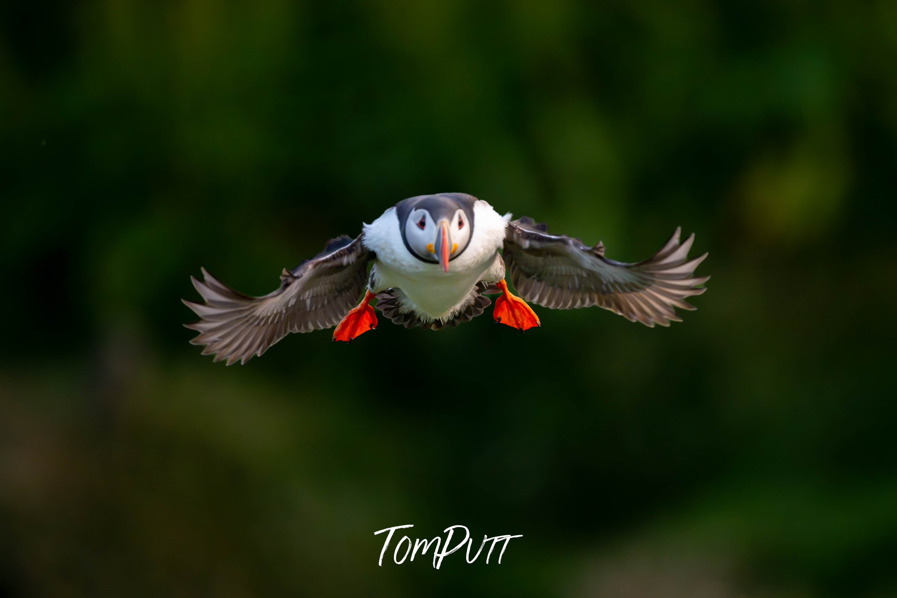 Atlantic Puffin on Approach