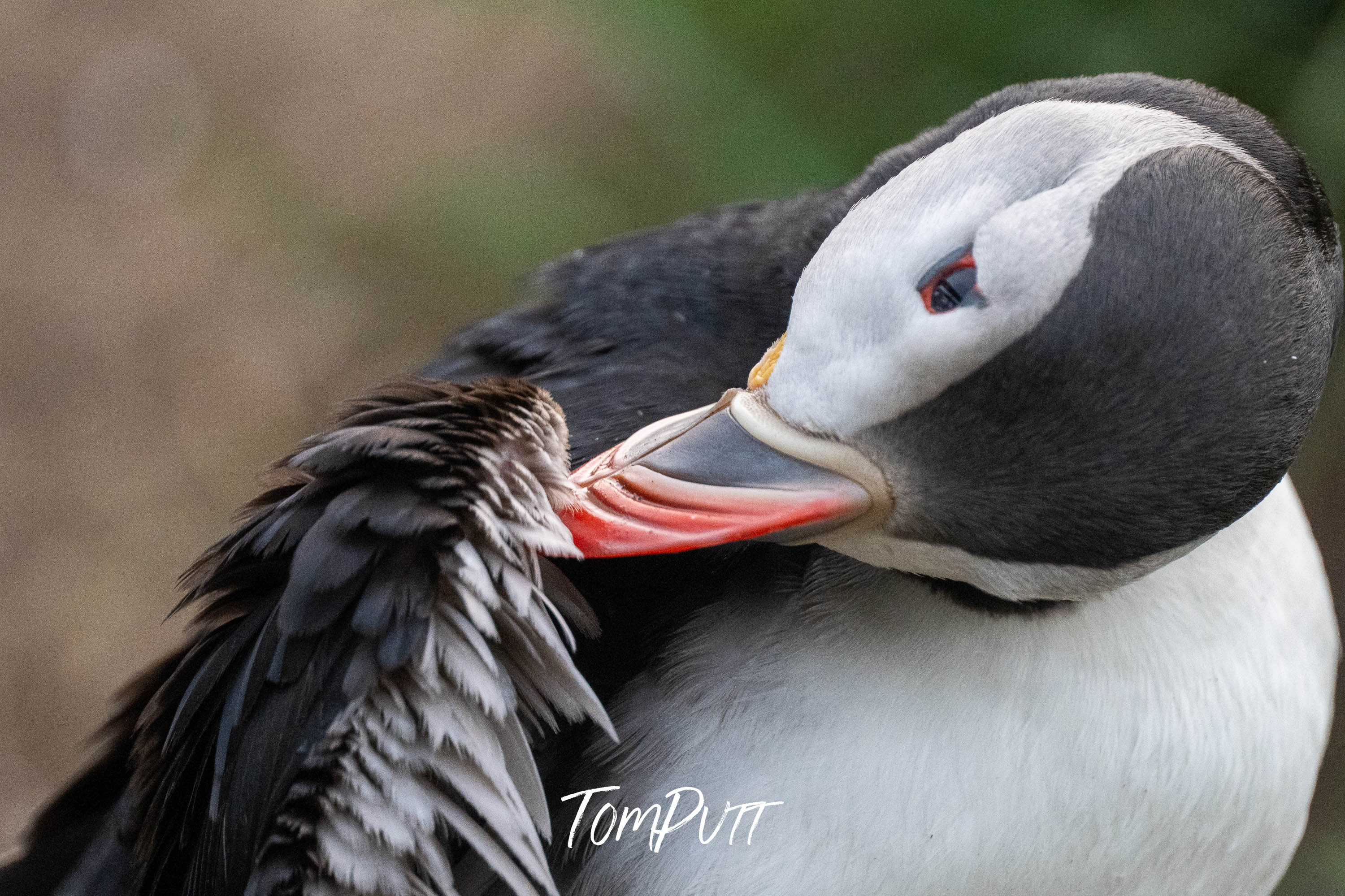Preening. Atlantic Puffin