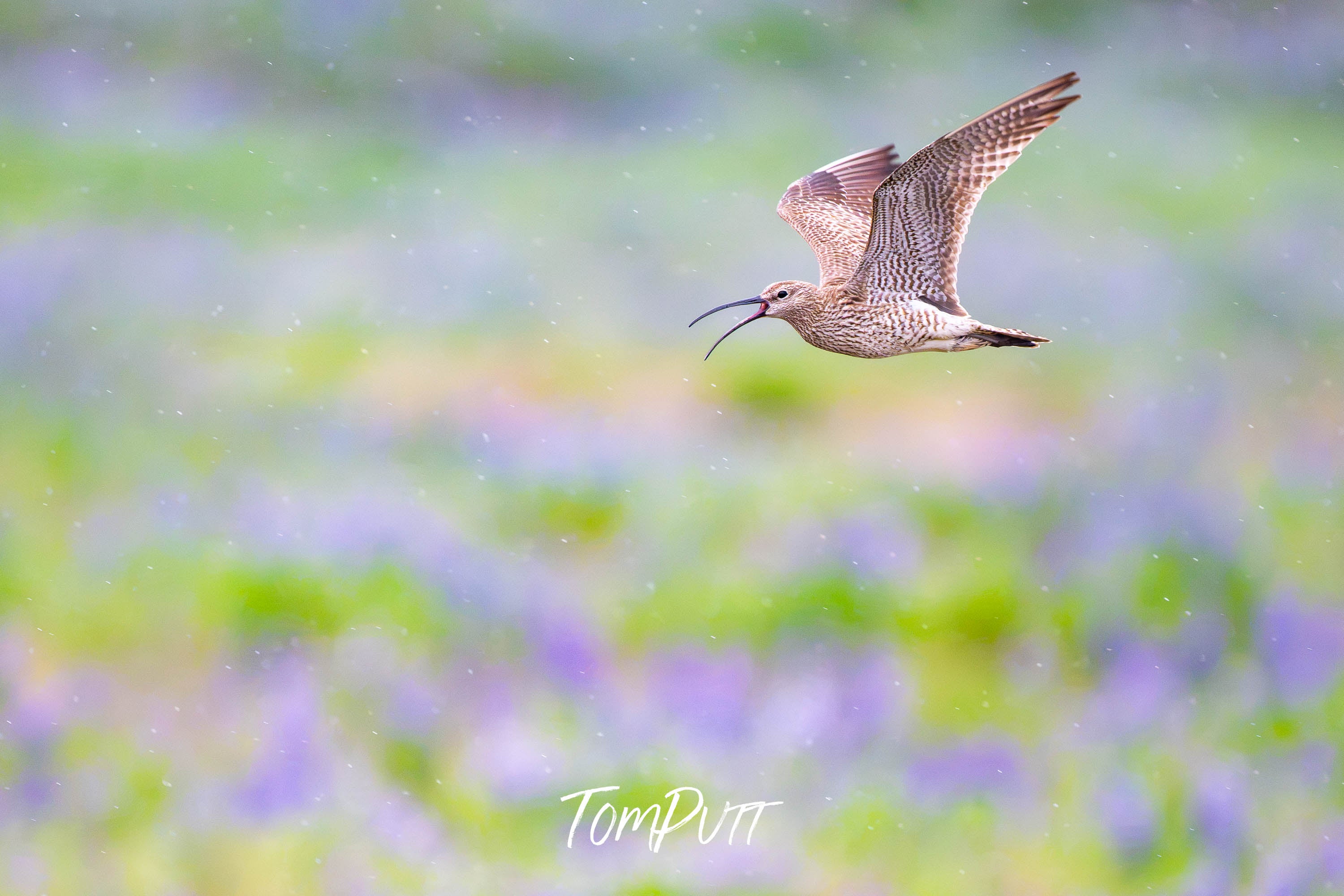 Flight Song. Whimbrel