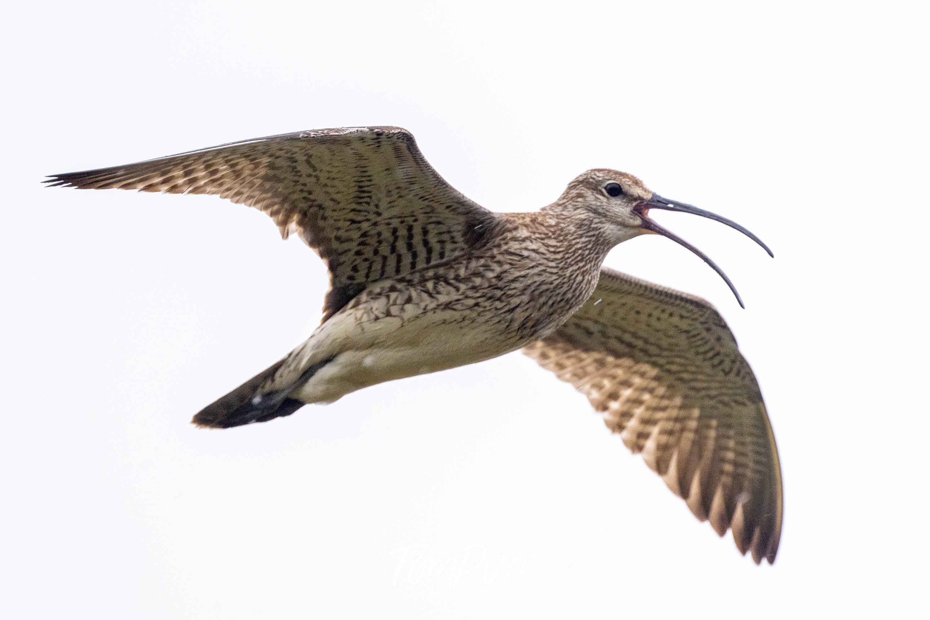 Full Flight. Whimbrel