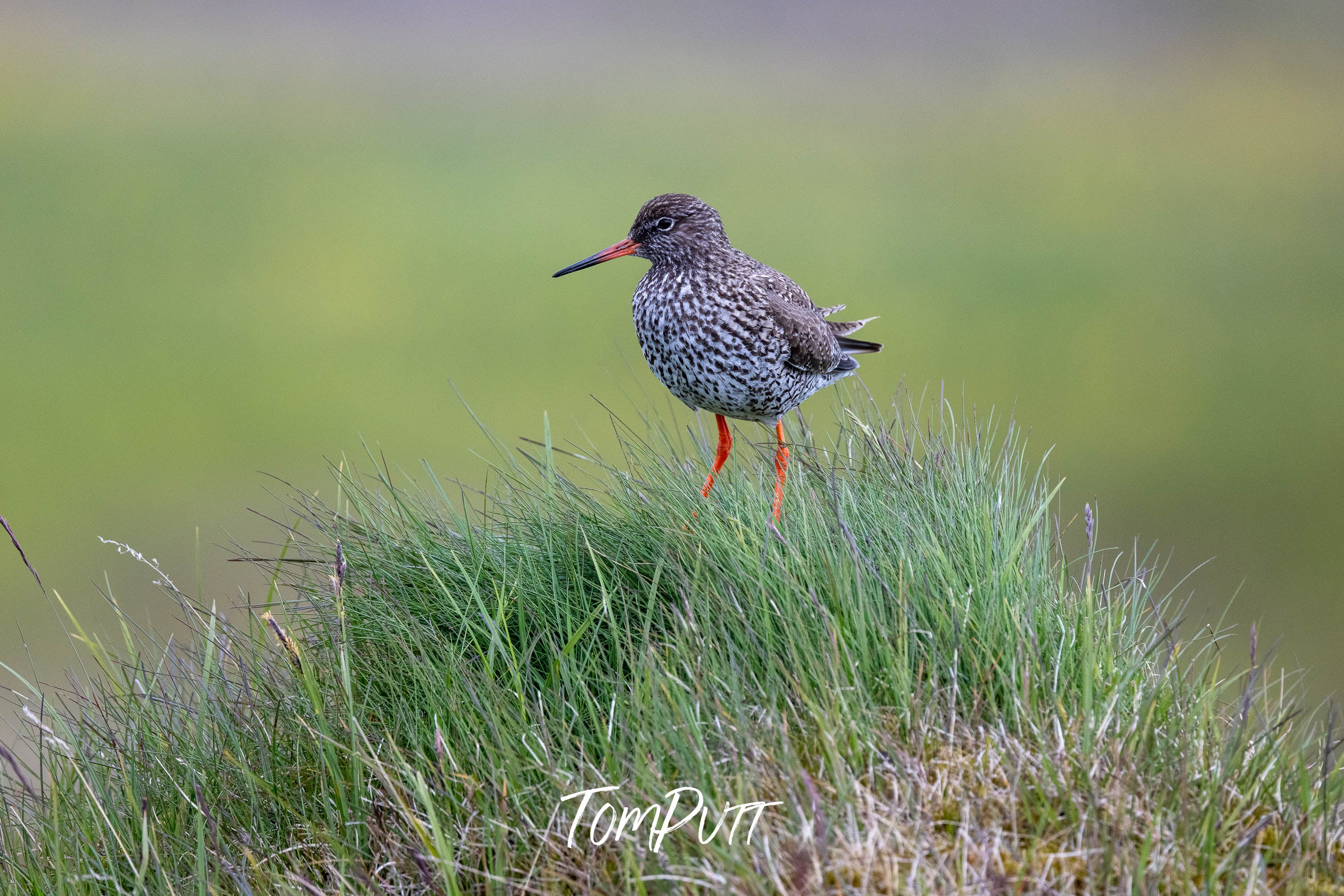 Grassy Perch. Redshank
