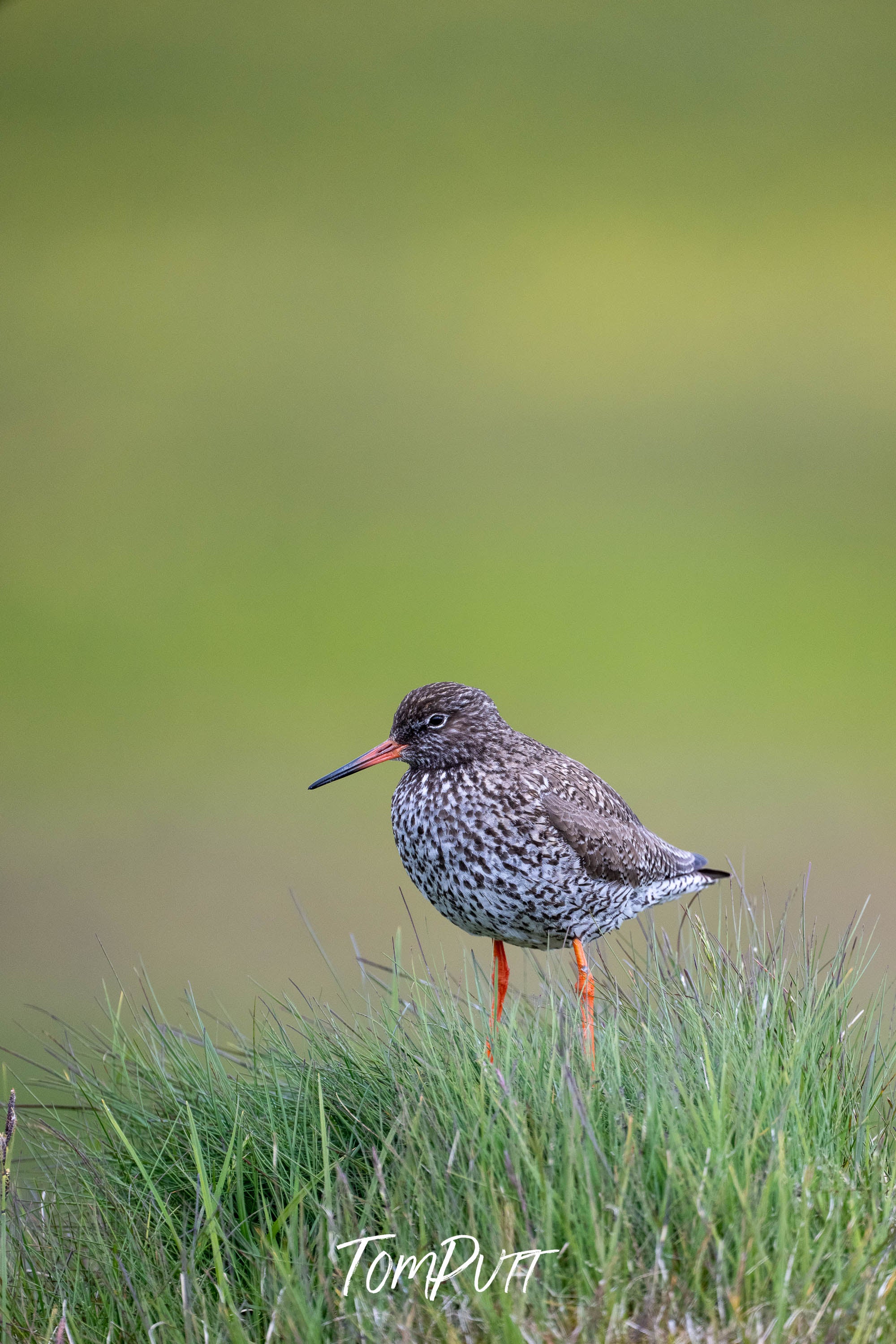 Redshank Watcher