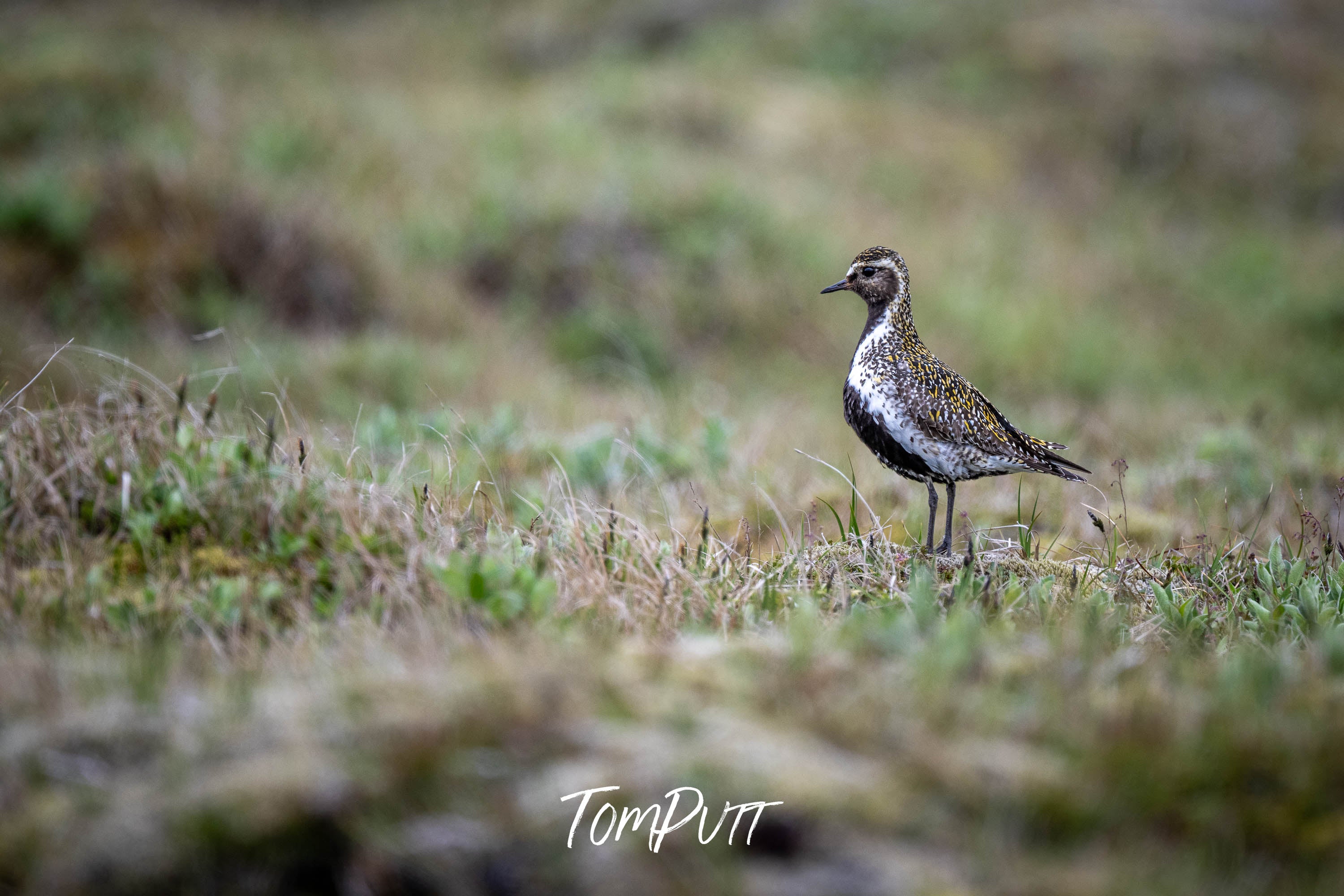 Quiet Sentinel. Golden Plover