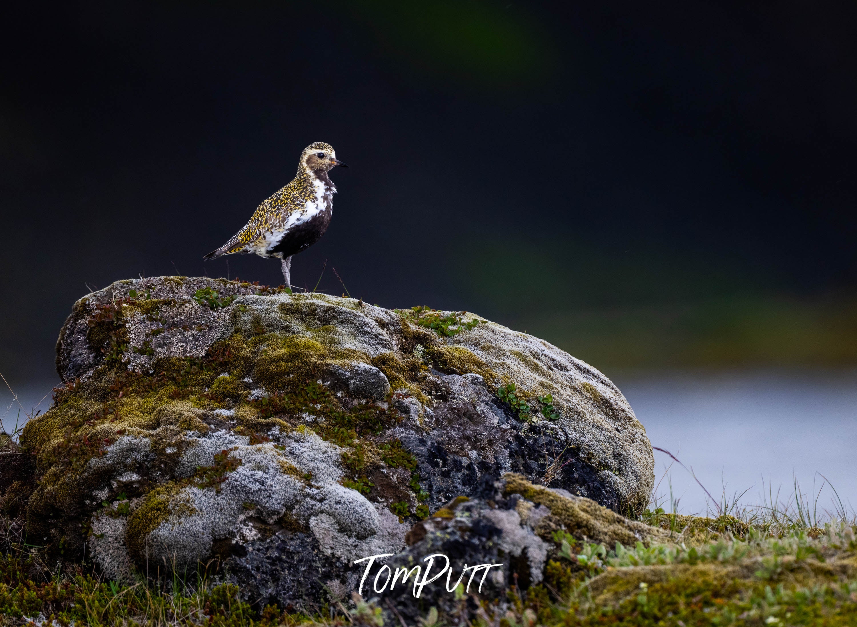 Stone & Song. Golden Plover