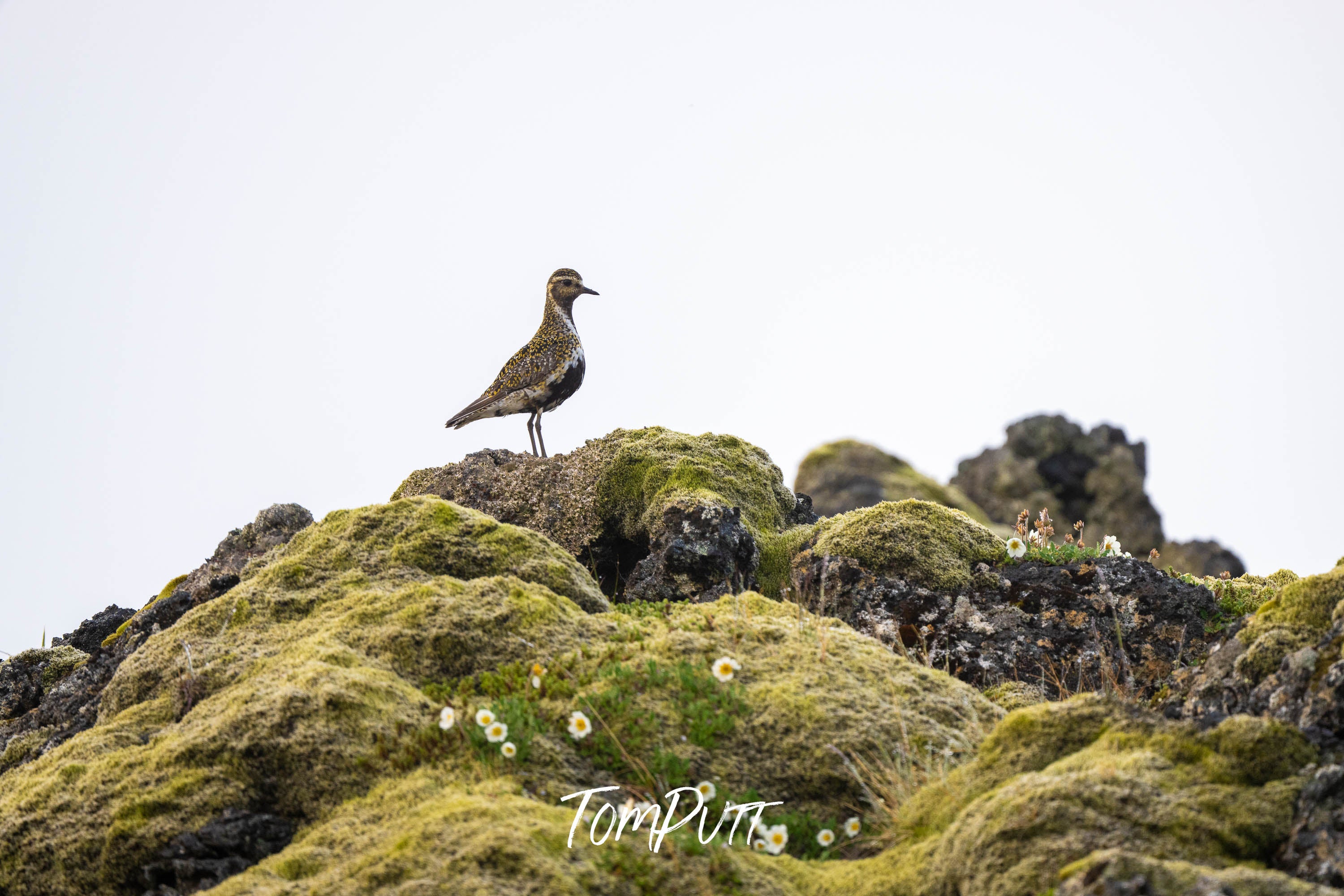 High Place. Golden Plover