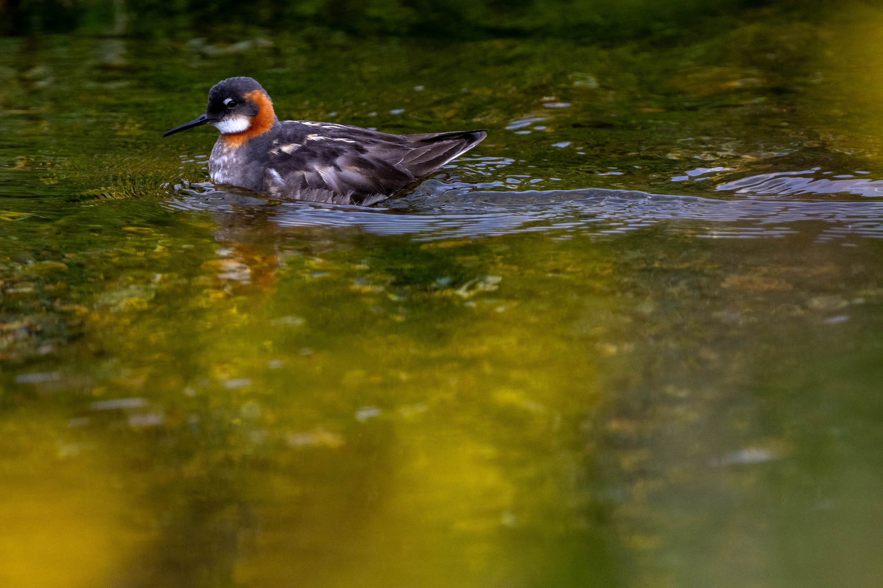 Gliding. Red-Necked Phalarope
