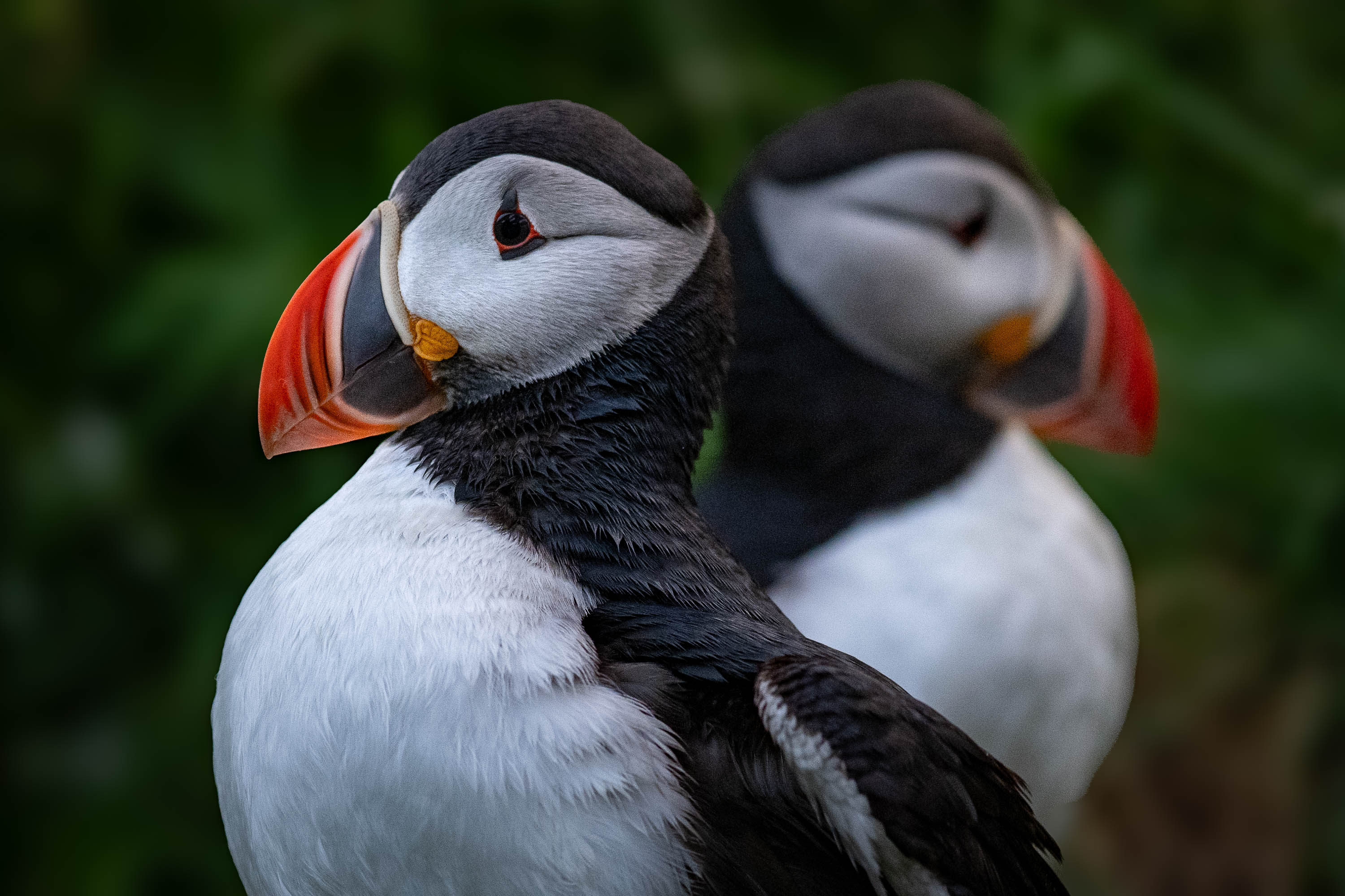 Symmetry. Atlantic Puffin