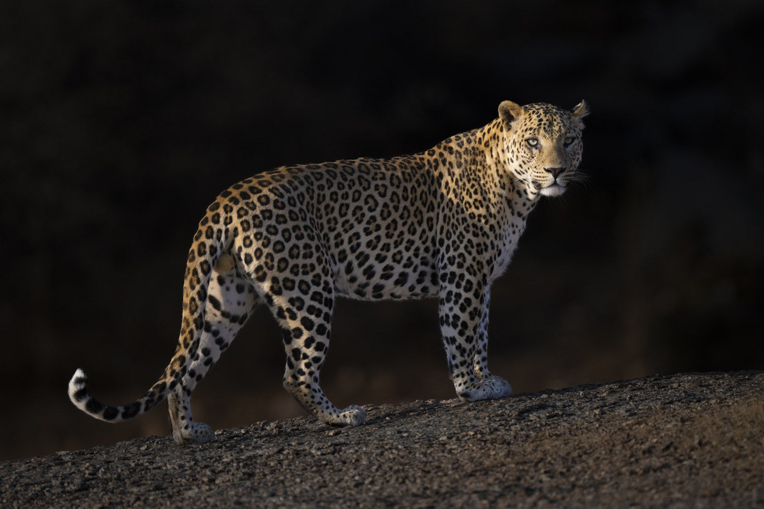 Leopard's Gaze, India