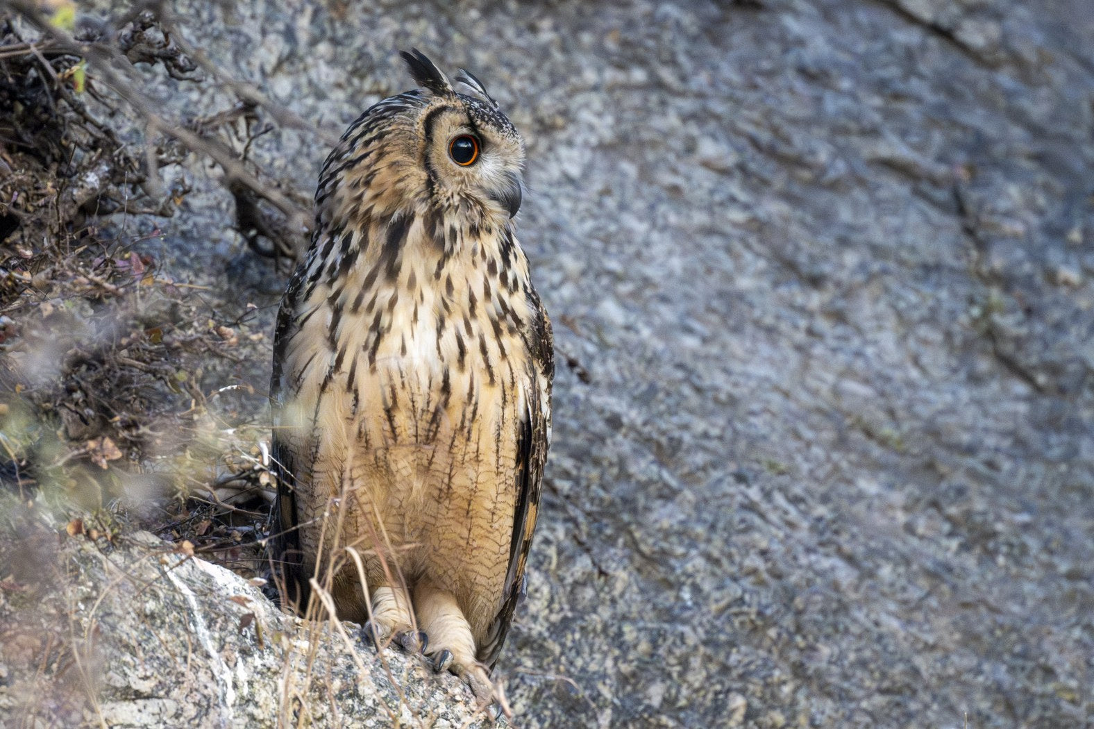 Indian Eagle-Owl Lookout