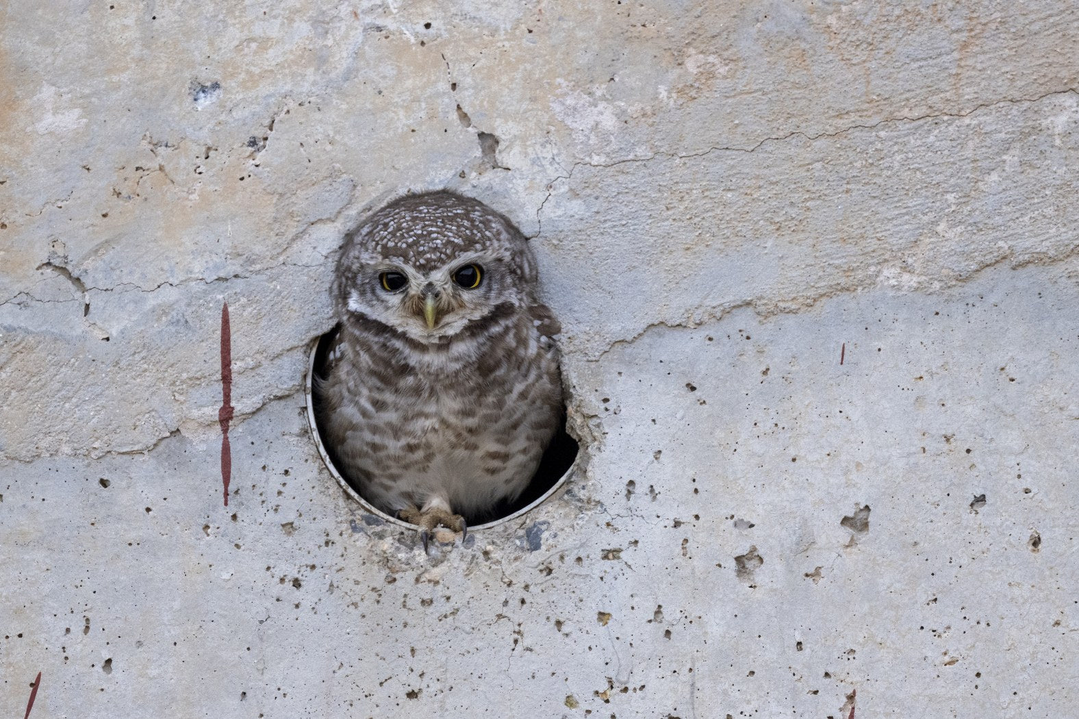 Spotted Owlet, India
