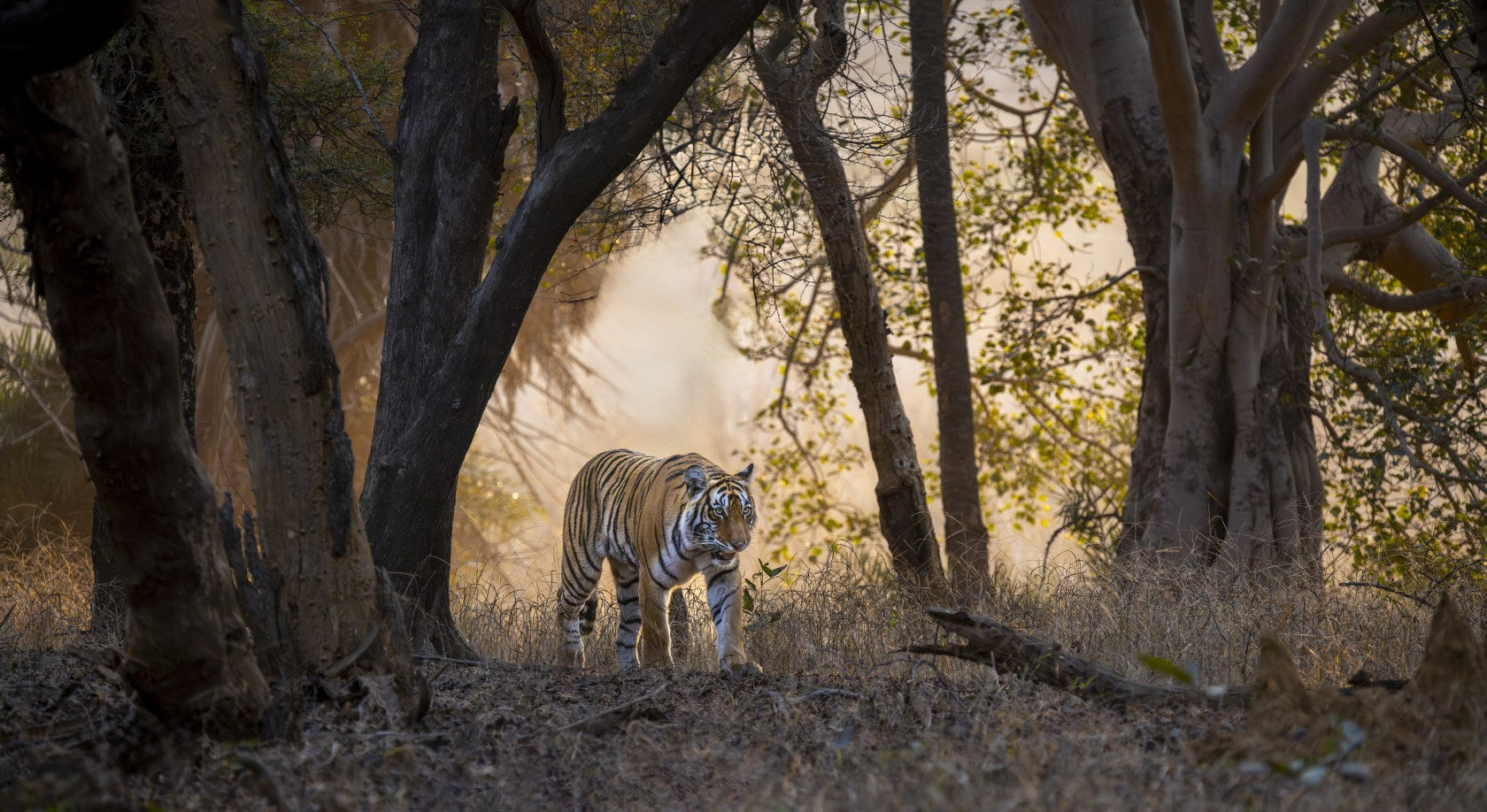 Tiger in the Mist, India