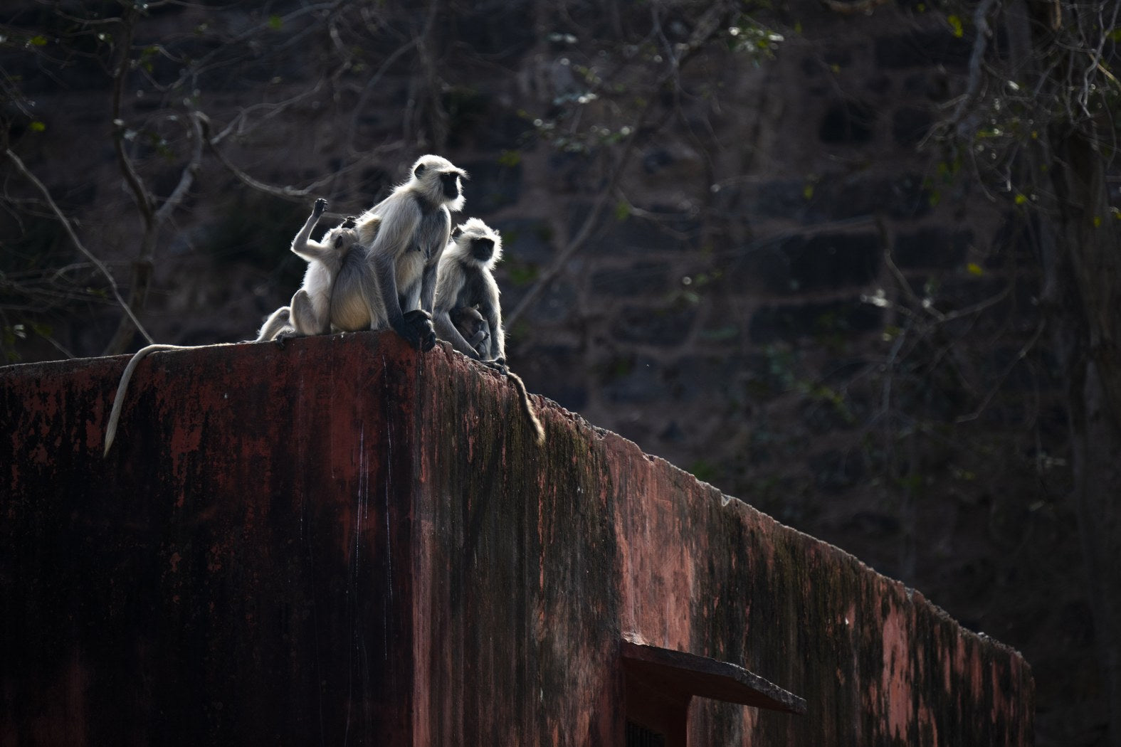Rooftop Monkeys, India