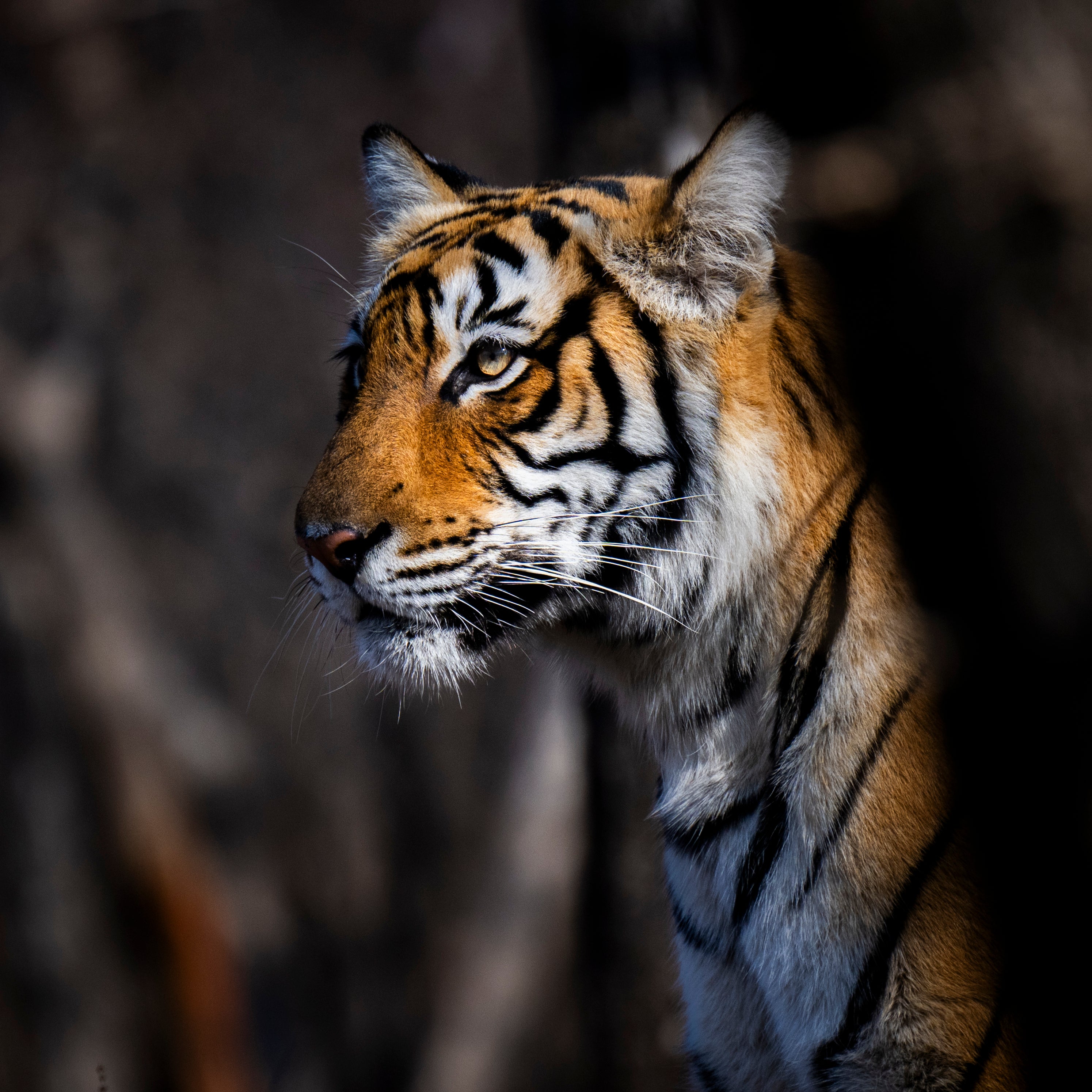 Tiger Portrait, India