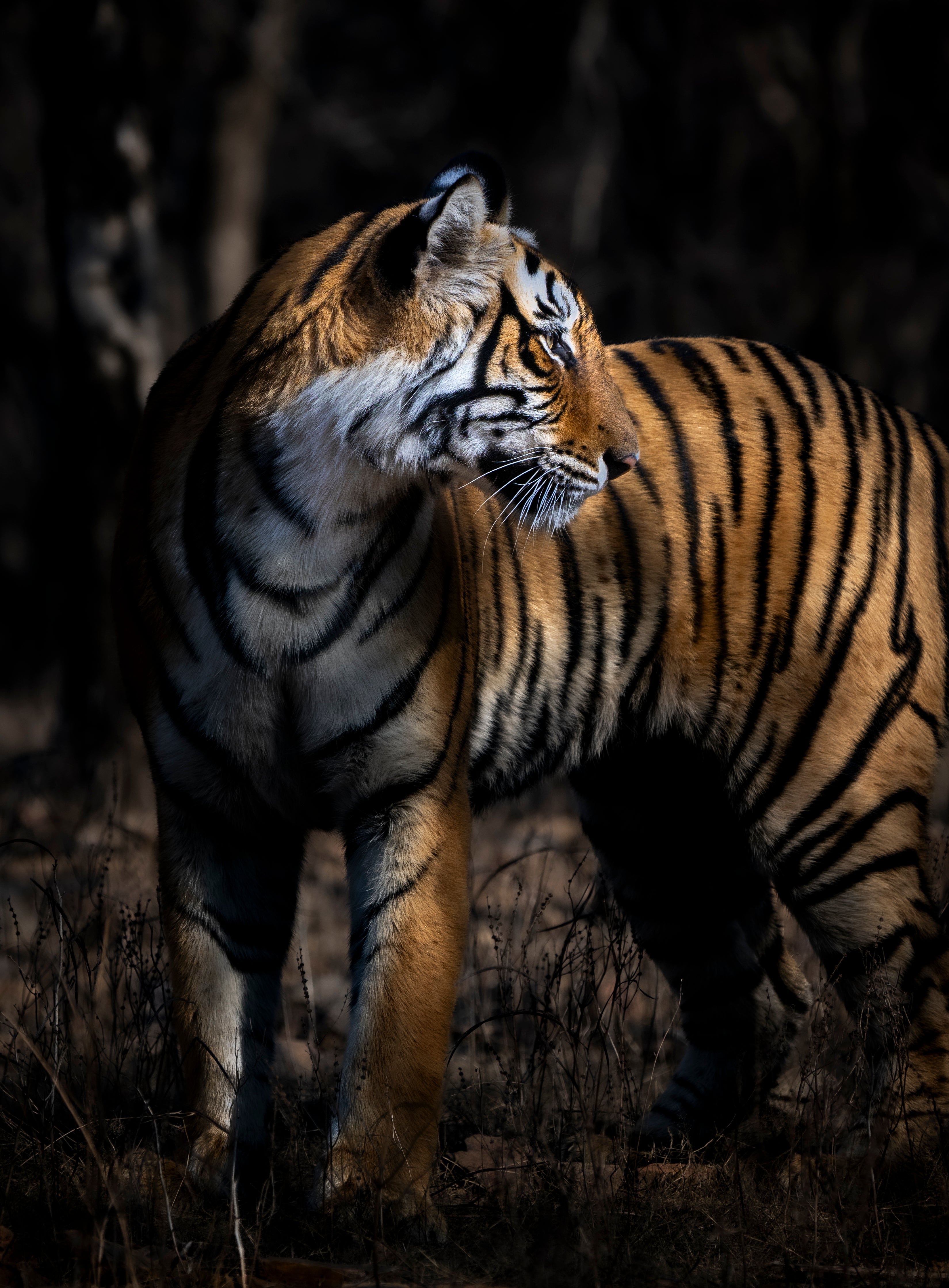 Stripes in the Shadows, India