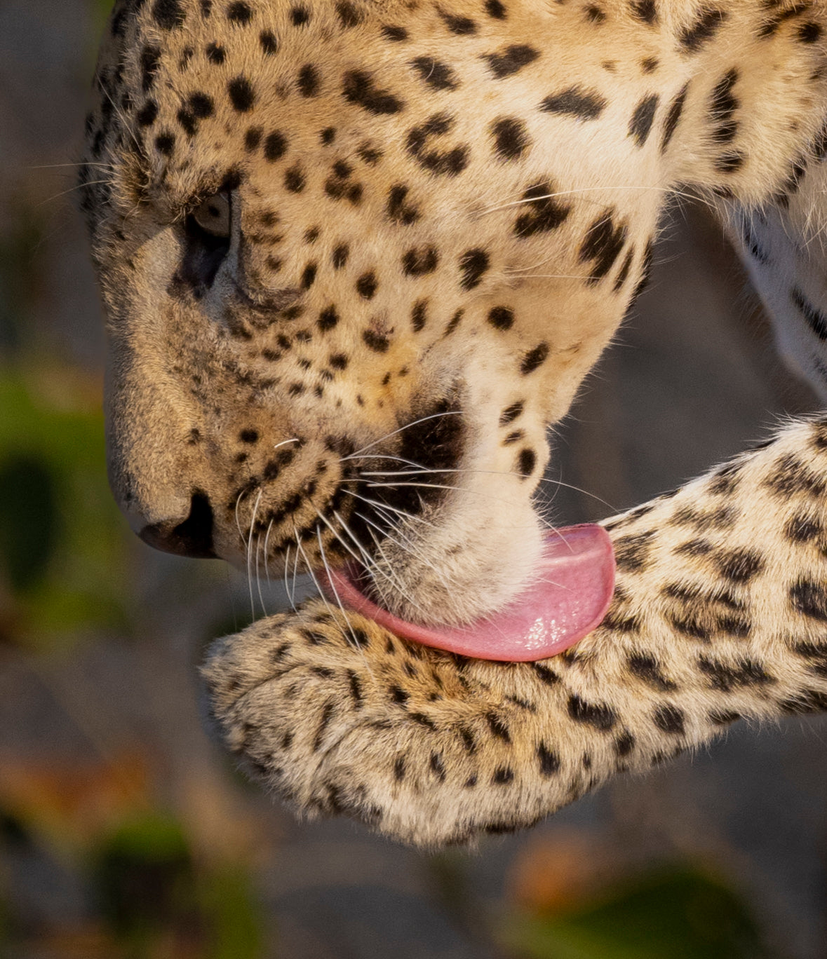 Leopard Grooming, India