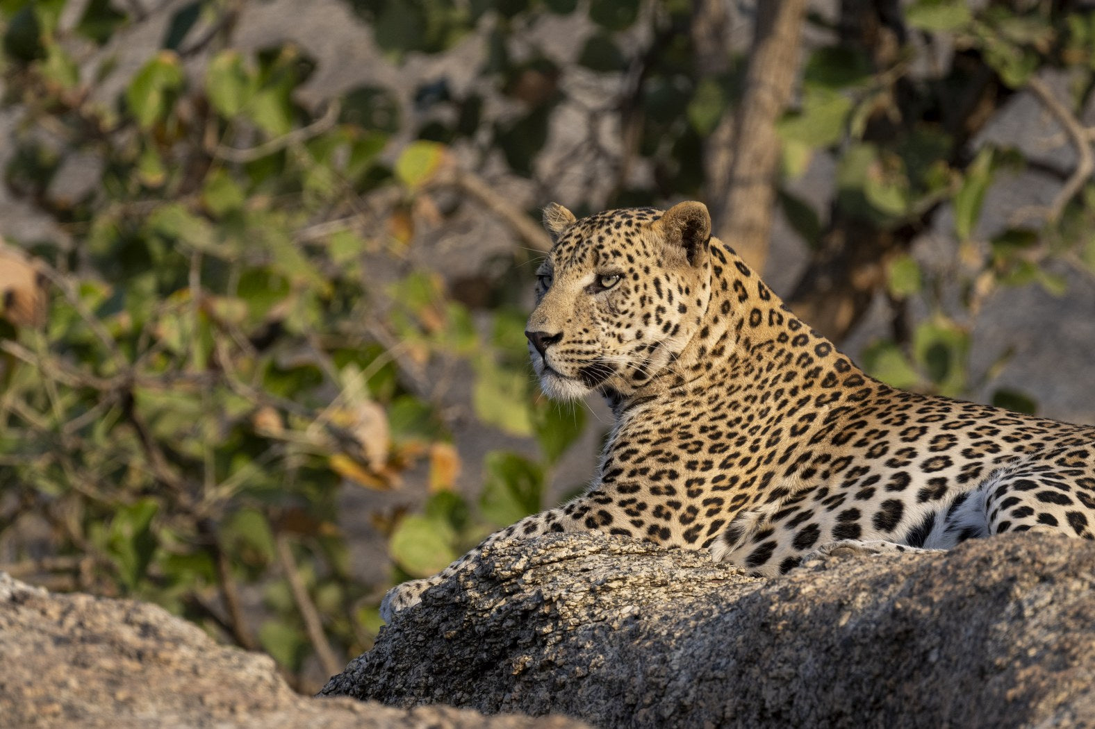 Watchful Leopard, India