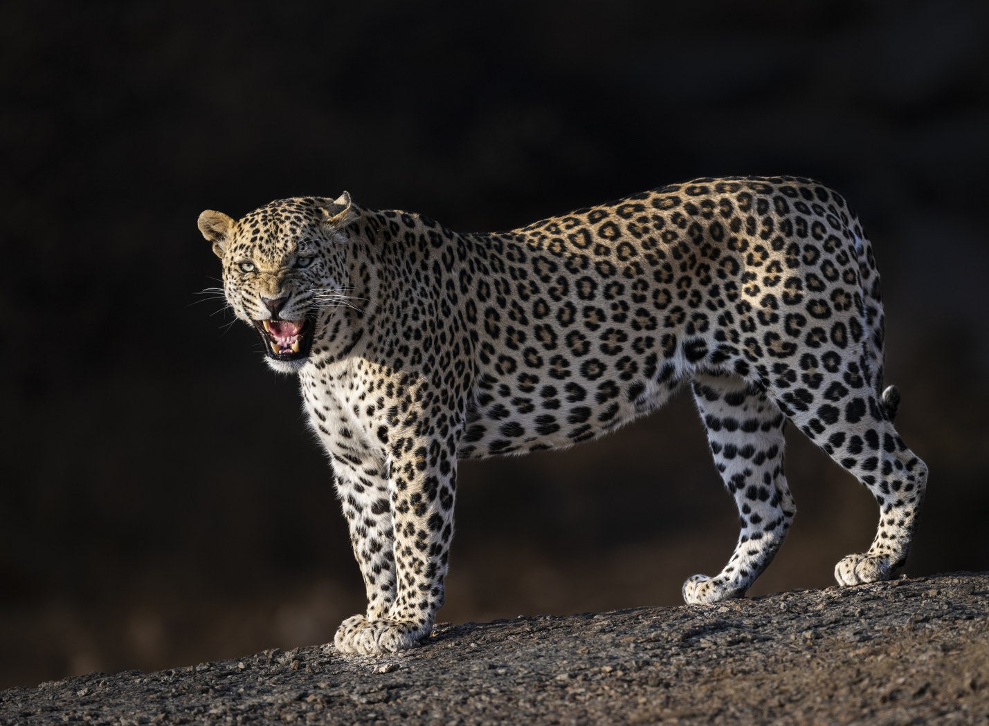 Fierce Leopard, India