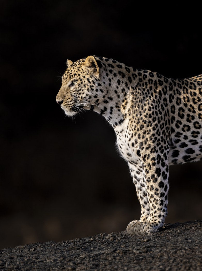 Leopard Profile, India