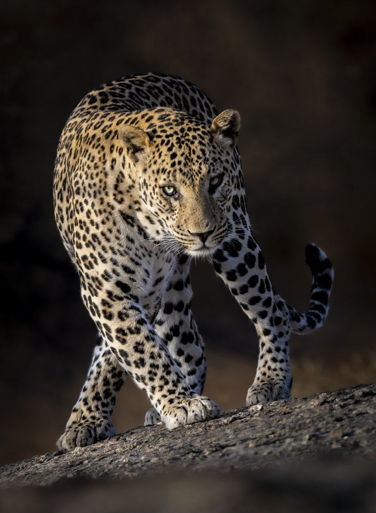 Elegant Danger, India