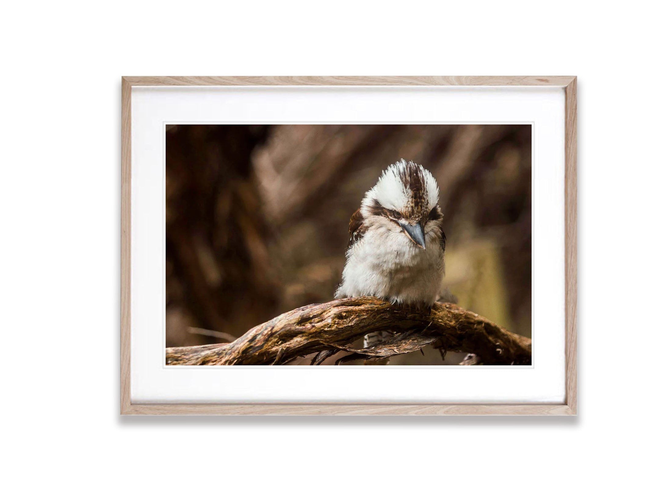 Kookaburra Hunting