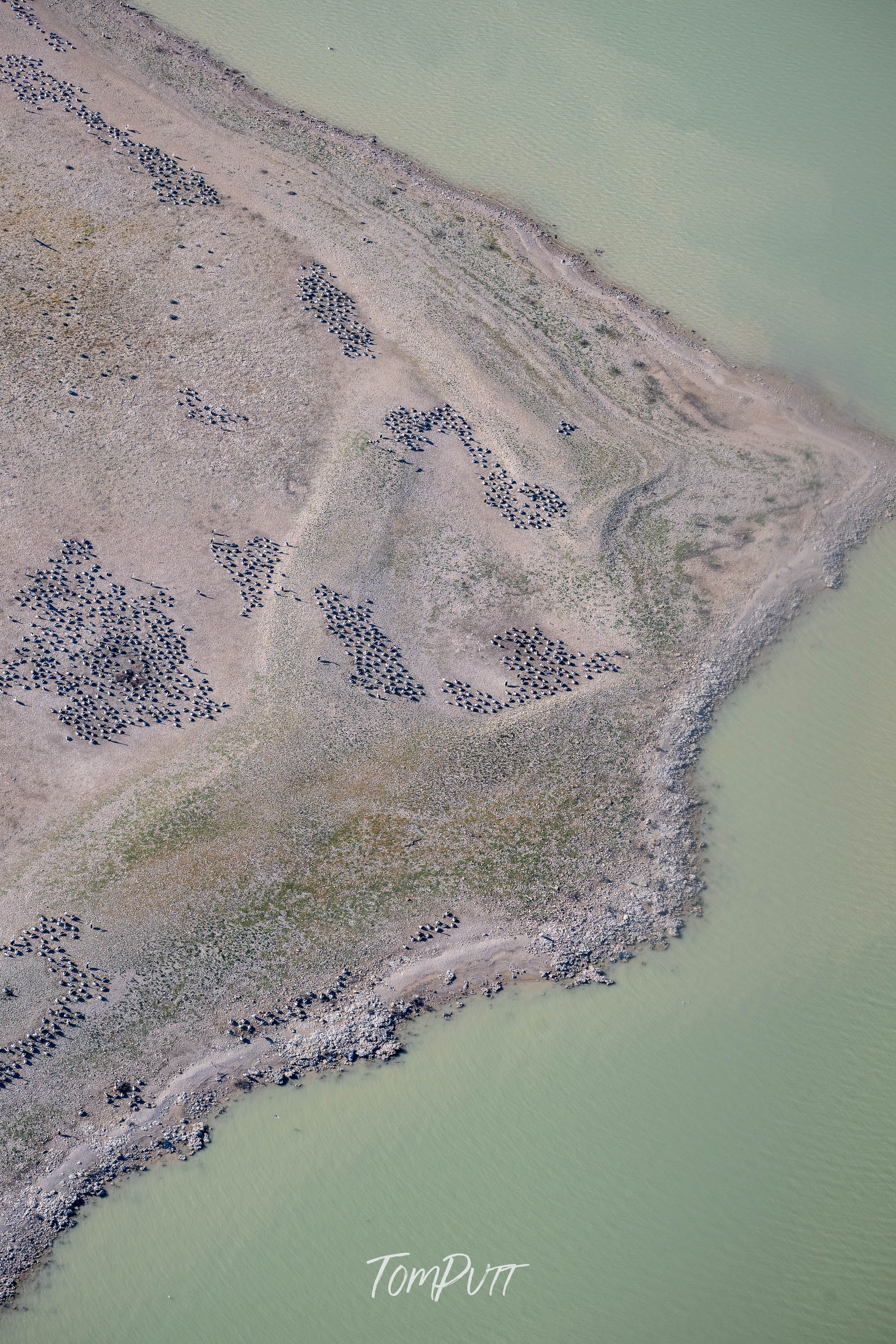 Pale Green Shoreline, Lake Eyre, SA