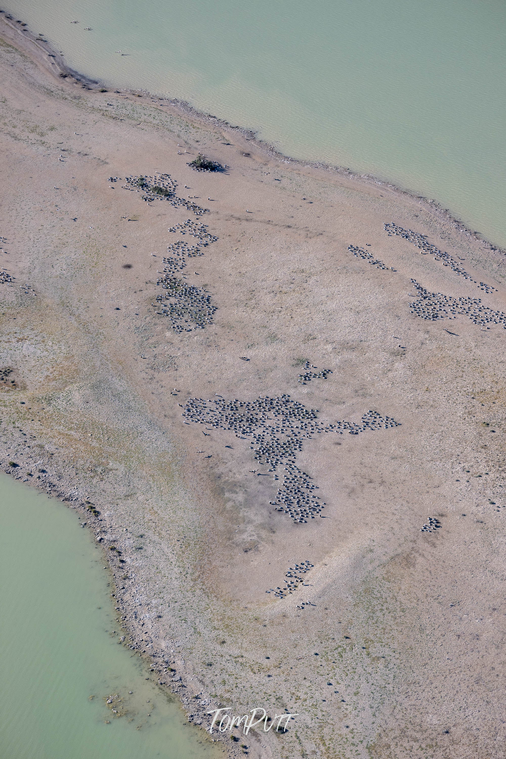 A Gathering of Birds, Lake Eyre, SA