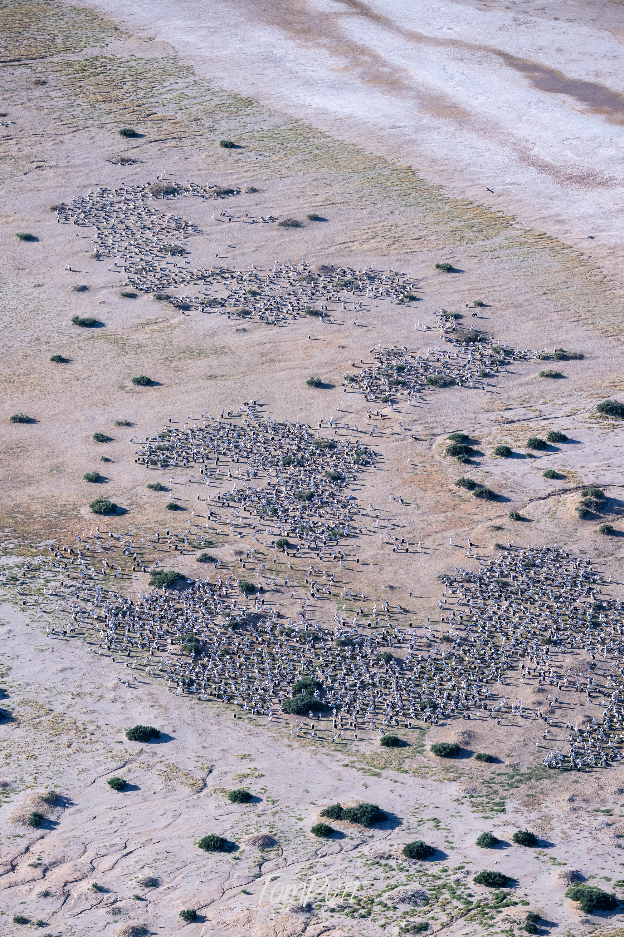 The Birds of Lake Eyre, SA