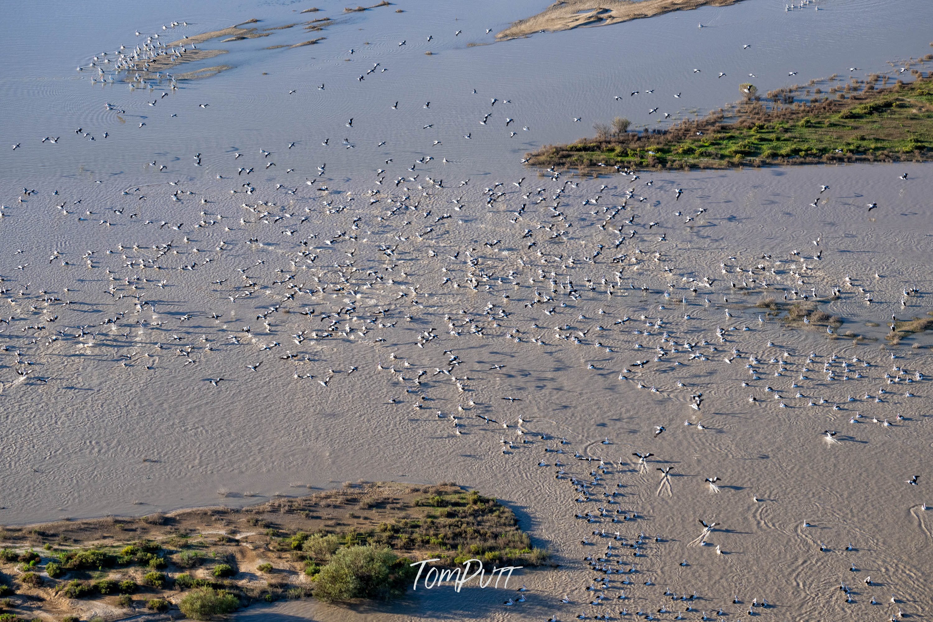 When Pelicans Gather, Lake Eyre, SA
