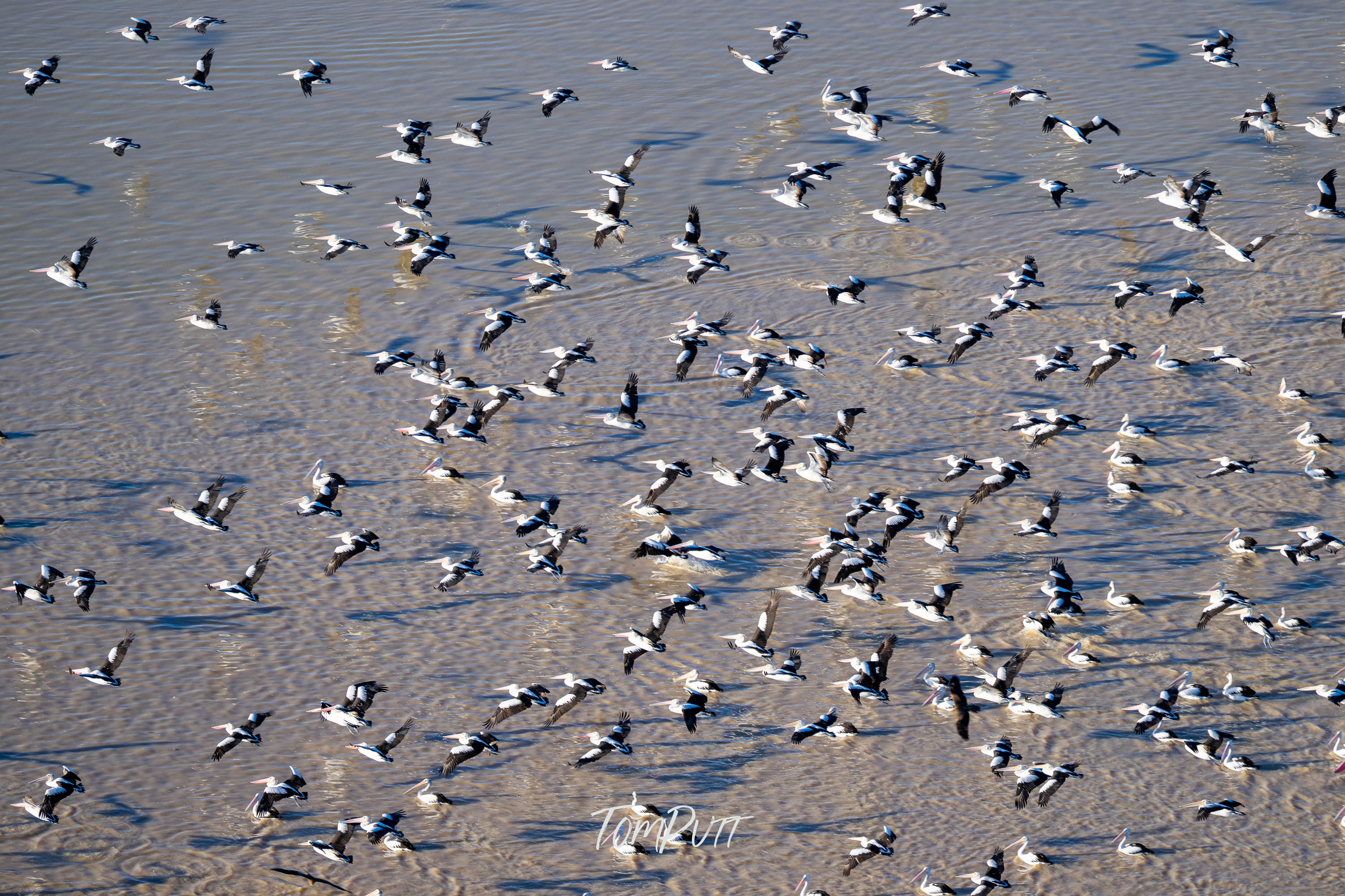 Mass Exodus, Lake Eyre, SA
