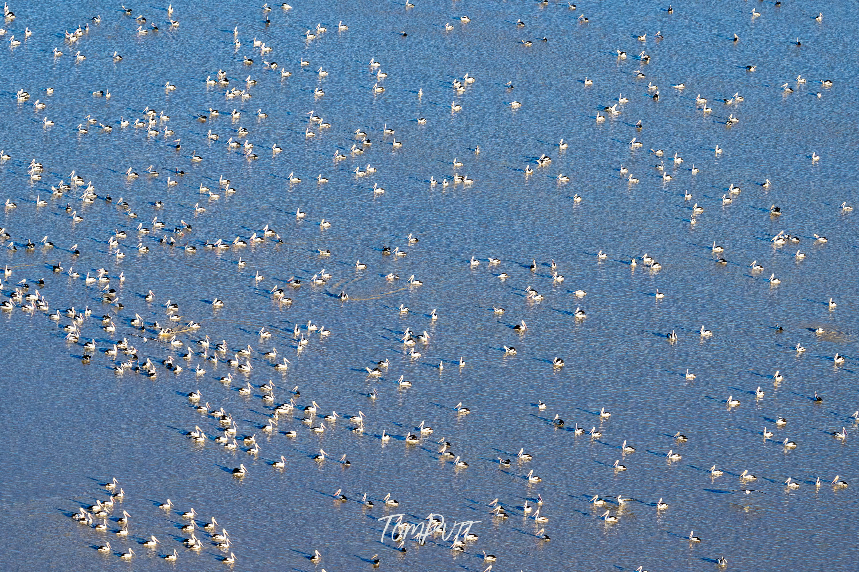Pelican-Fest, Lake Eyre, SA