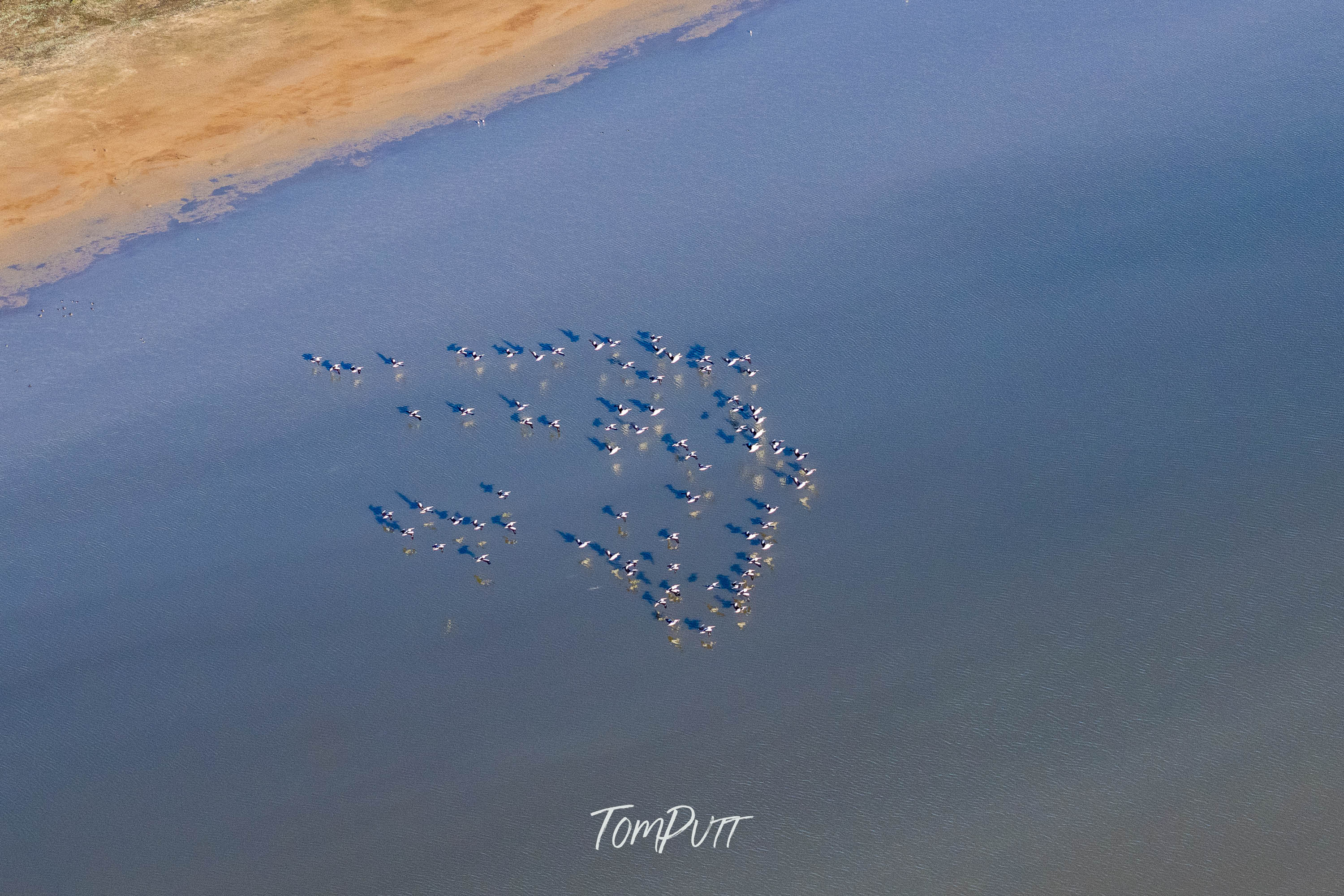 Pelicans in Flight, Lake Eyre, SA