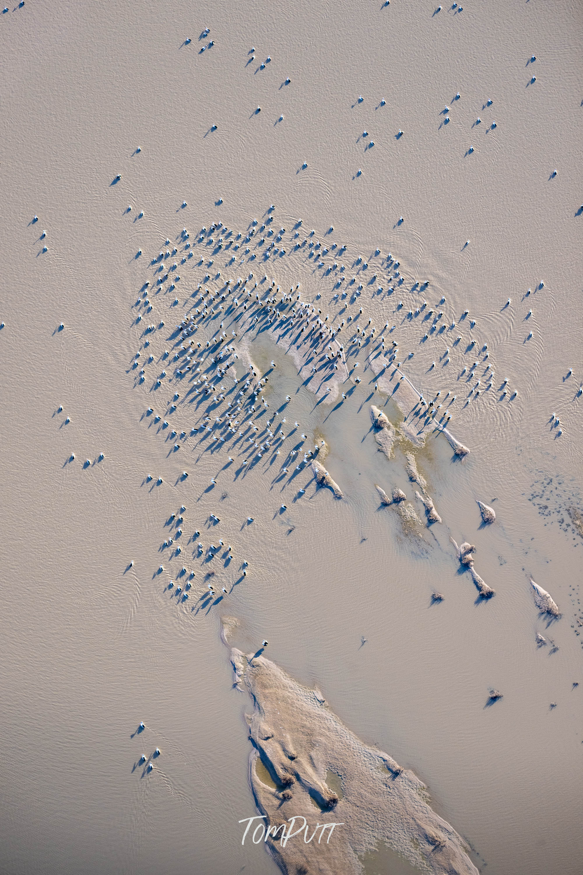 A Rest for the Flock. Lake Eyre, SA