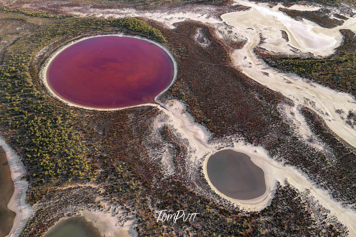 Purple balloon, Wheatbelt, WA