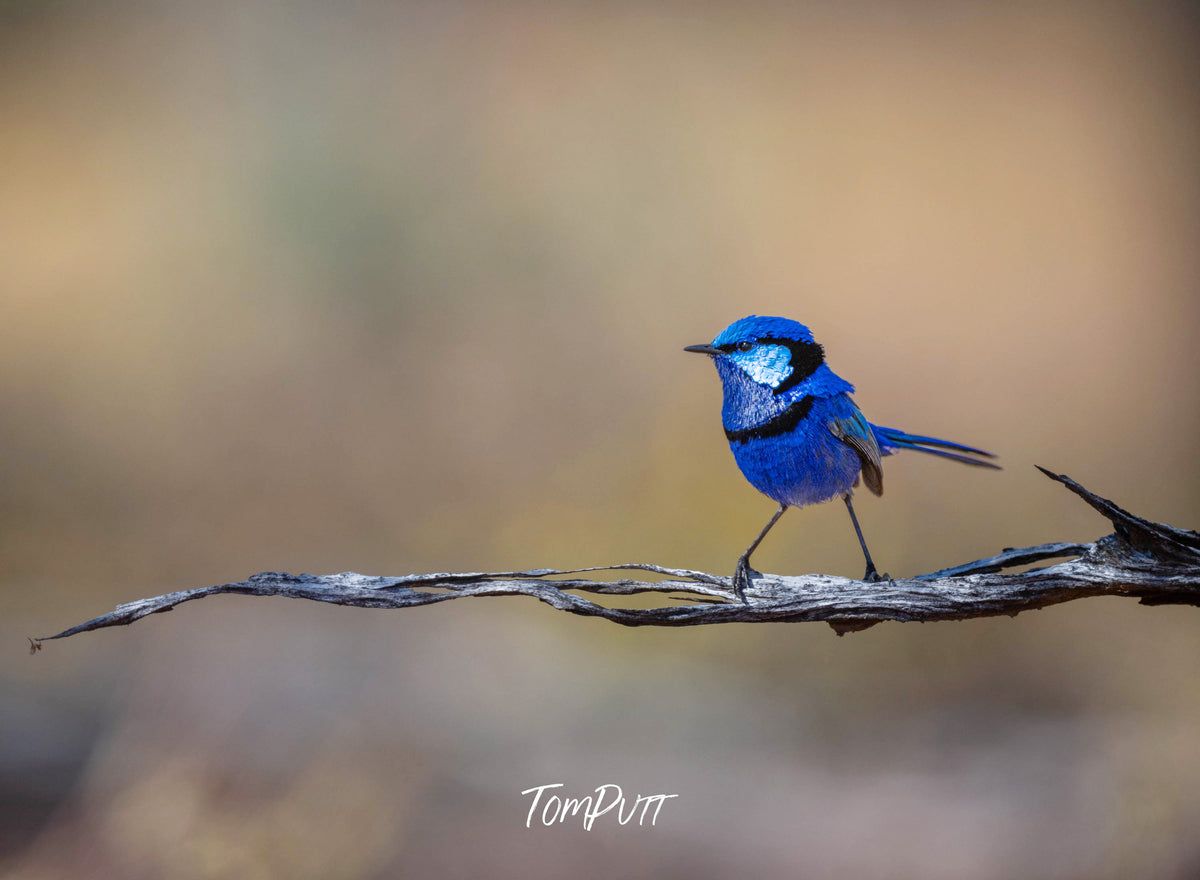 Splendid Fairywren portrait