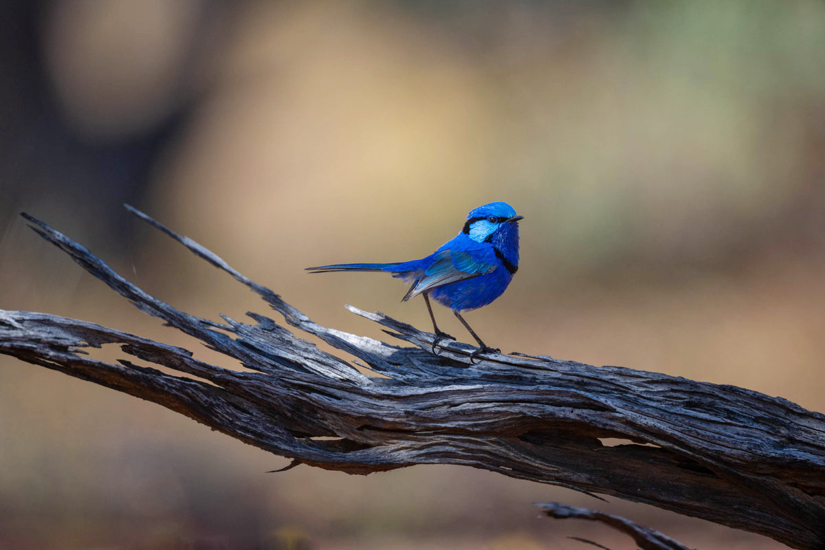 Splendid Fairywren in the landscape